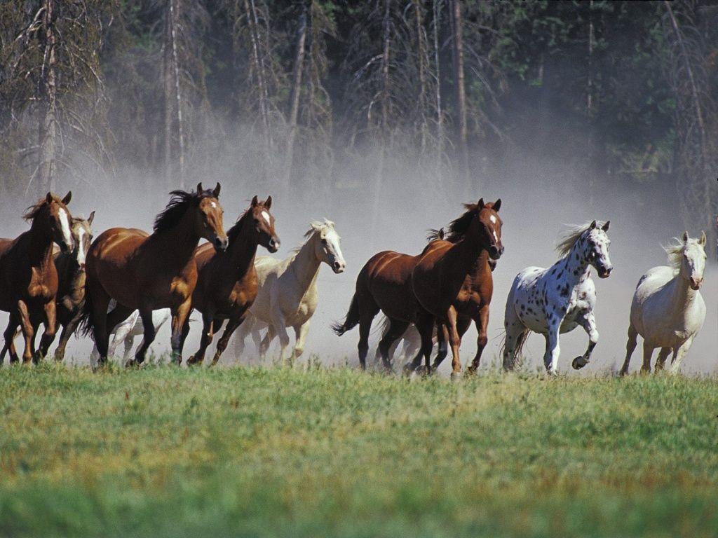 1024x768 1024x768 Horses running desktop PC and Mac wallpaper 668