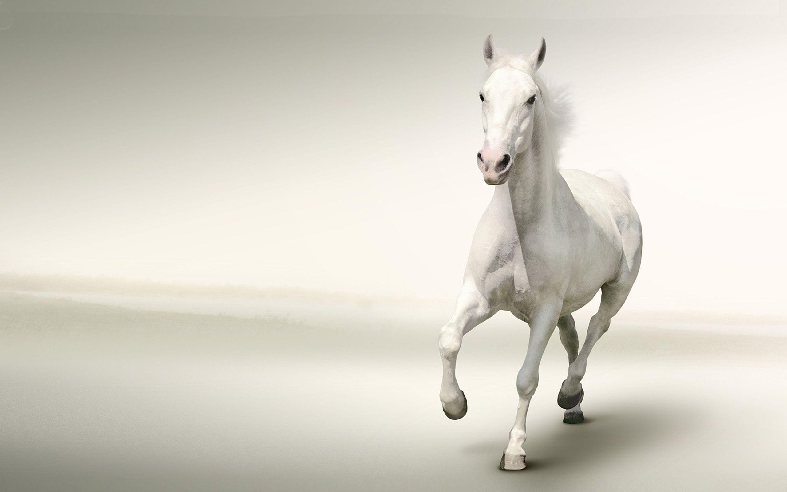 2560x1600 White Horse Running With Gray Background Desktop Wallpaper HD
