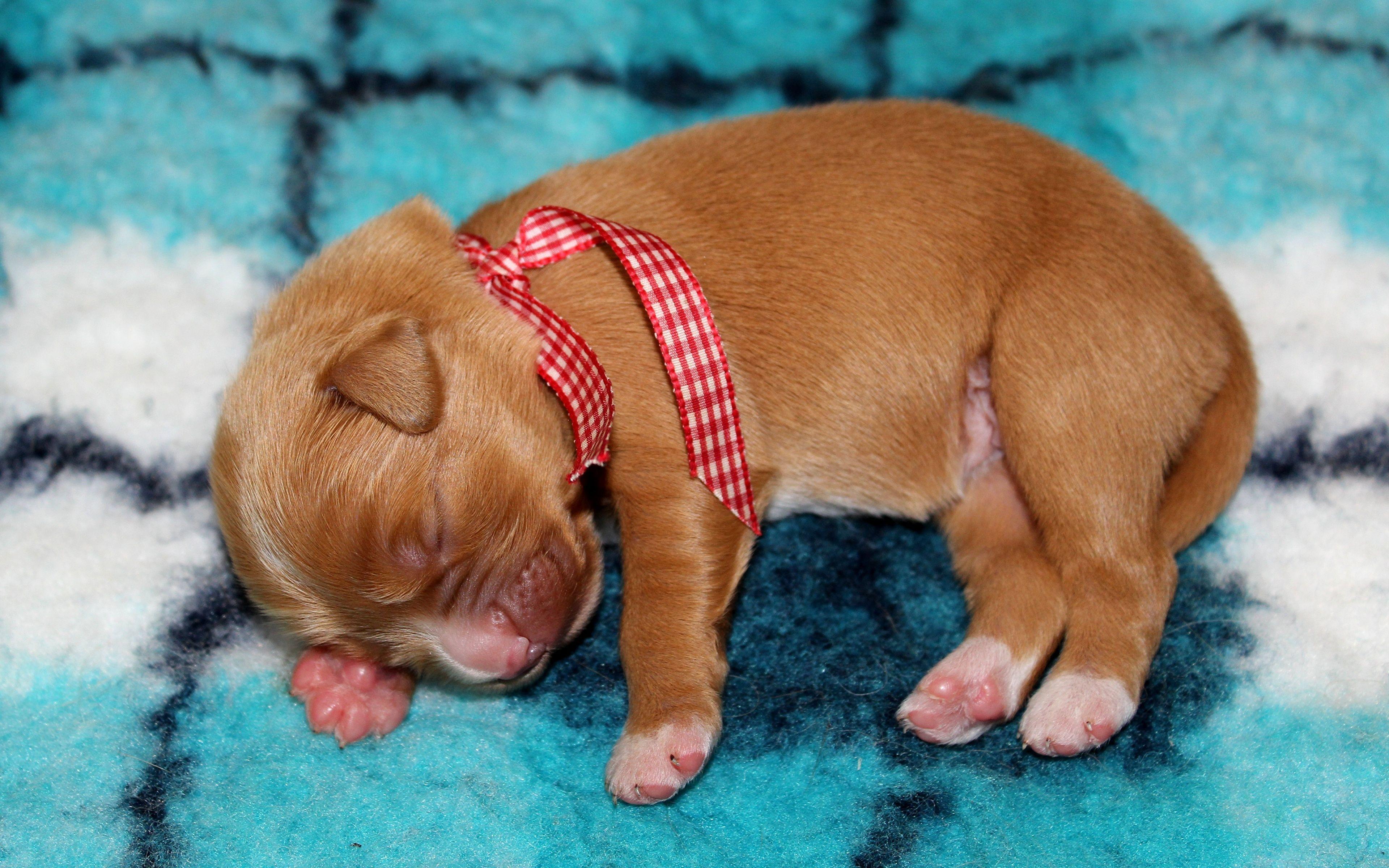 3840x2400 Desktop Wallpaper Animals Puppy Dogs sleeping Ribbon Nova 3840x2400