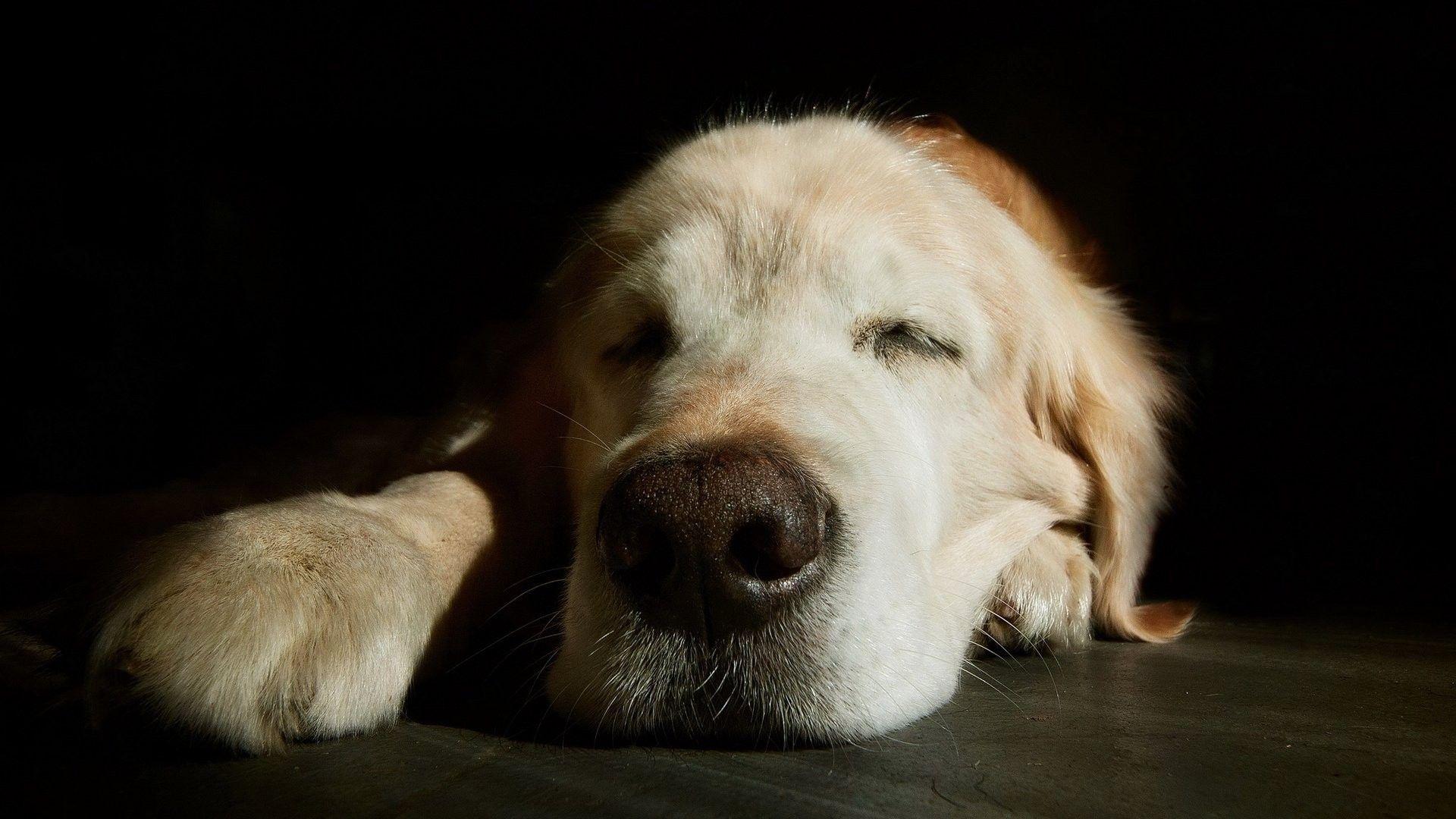 1920x1080 Puppy, Pc, Cute, Puppy Background, Dogs HD Wallpaper, dog