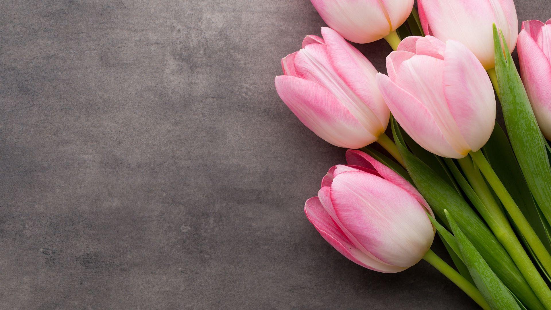 1920X1080 Tulips Wallpapers - Top Free 1920X1080 Tulips Backgrounds - WallpaperAccess