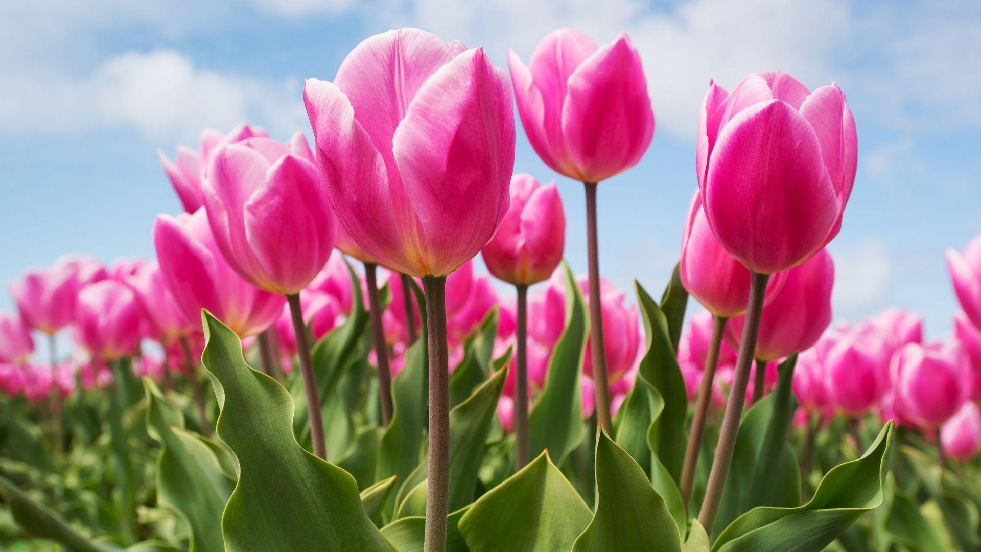 1920x1080 Pink Tulips HD Wallpaper