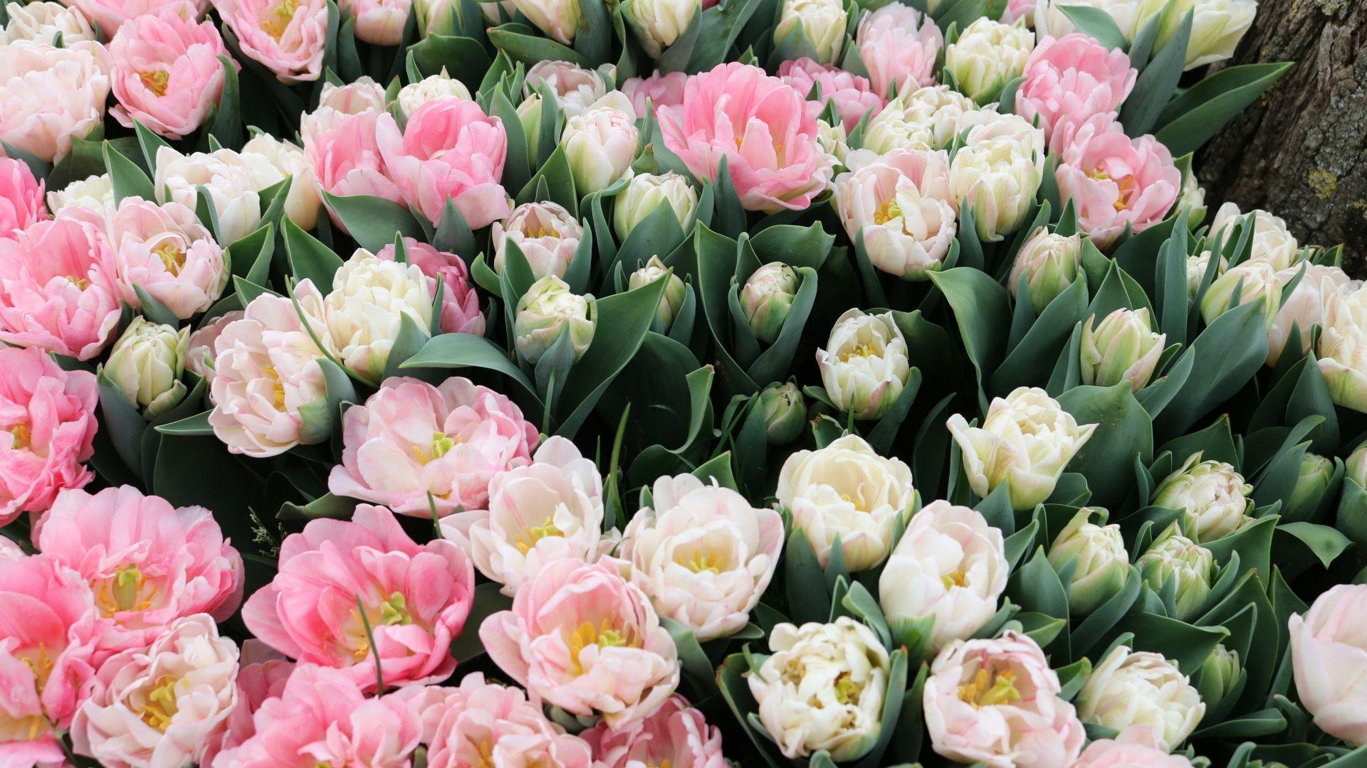1920x1080 Download 1920x1080 wallpaper tulips, fresh, white & pink flowers