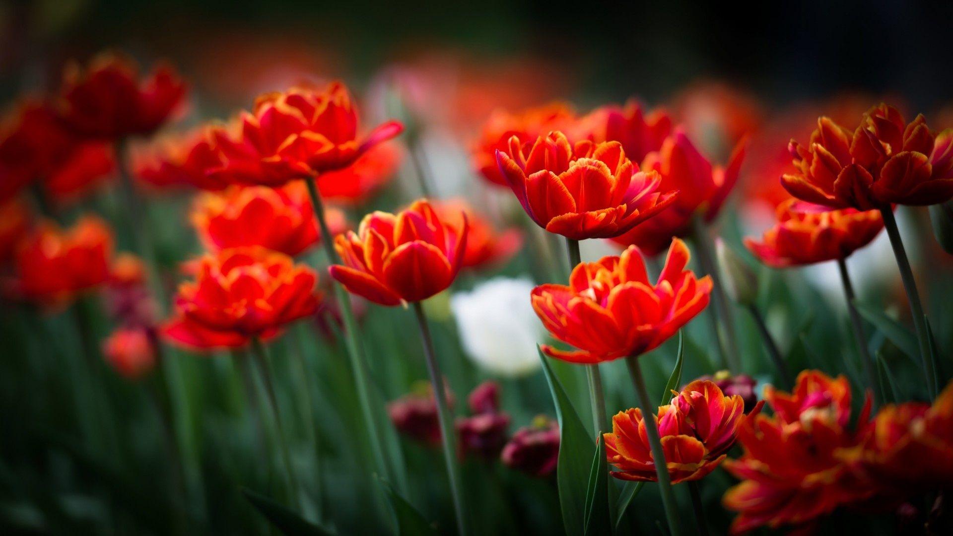 1920x1080 Orange Tulips Spring Wallpaper
