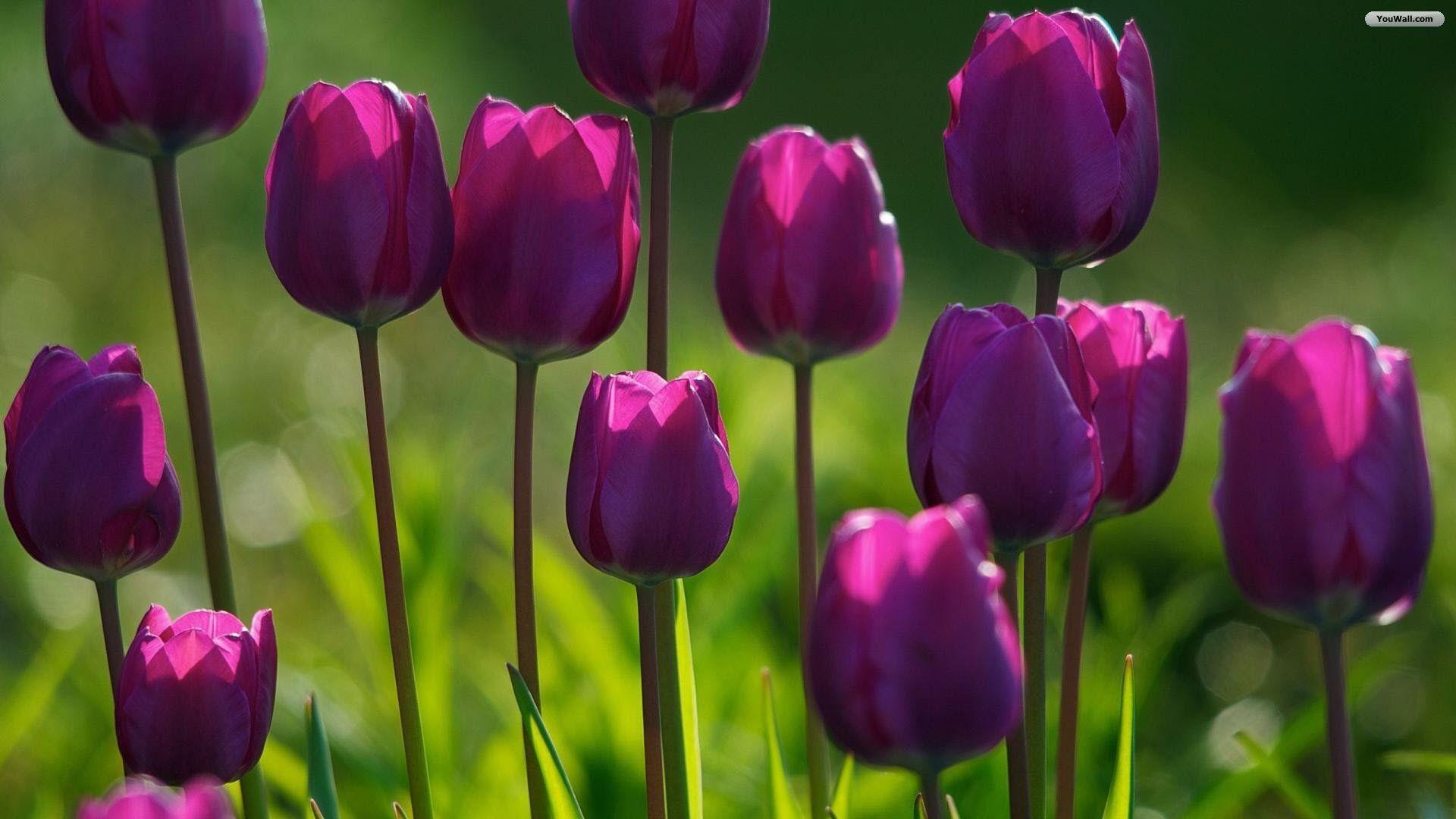1920x1080 Creative Tulips Wallpaper - #WPZCG31 B.SCB Wallpaper