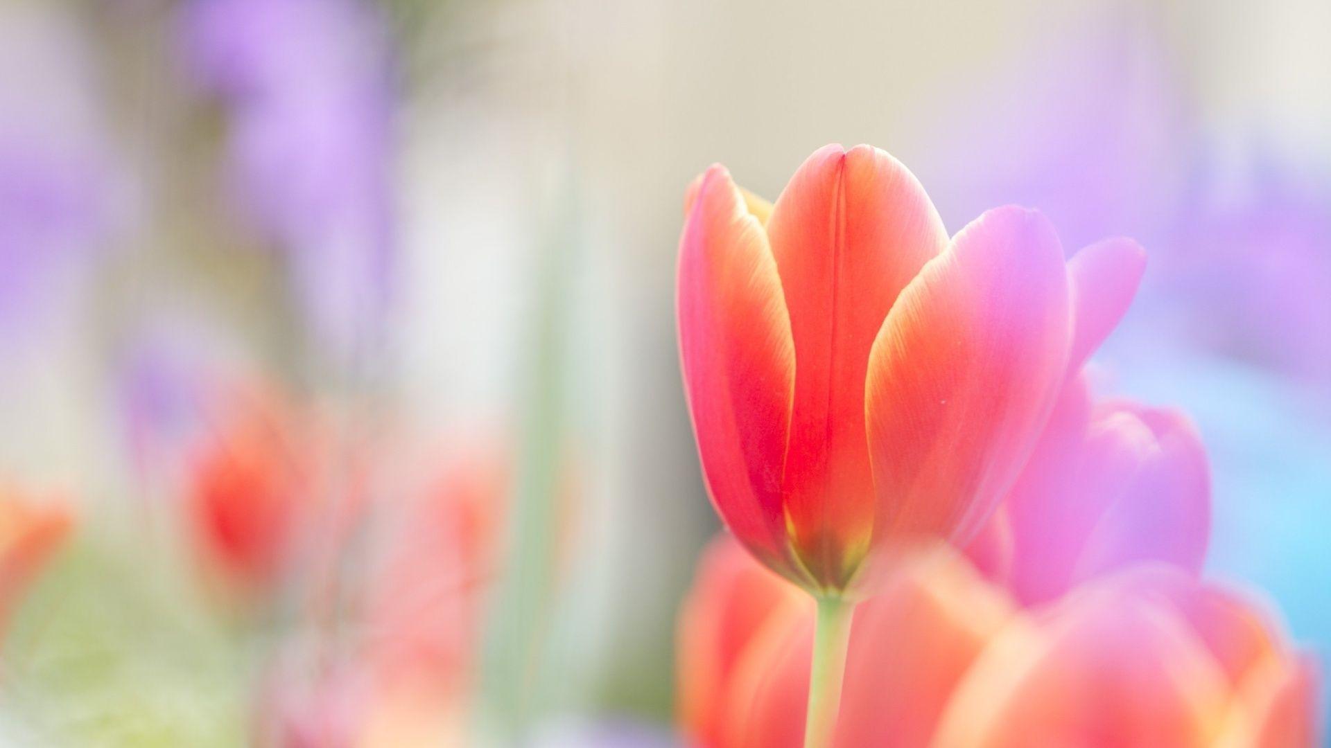 1920x1080 Free download Tulip Wallpaper HD wallpaper High Resolution