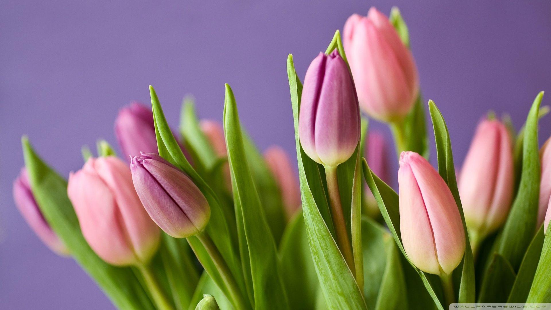 1920x1080 Pink Tulips Spring Ultra HD Desktop Background Wallpaper for 4K