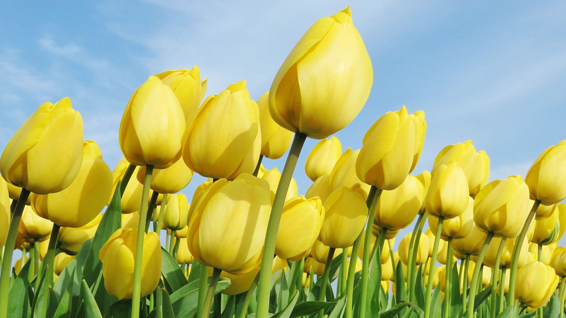 1920x1080 Desktop Wallpaper Yellow Tulips Flowers Many Closeup 1920x1080