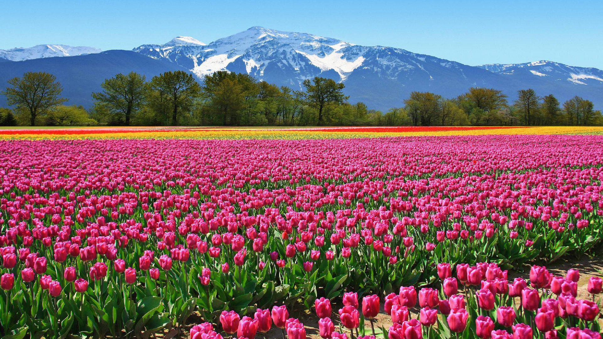 1920x1080 Wallpaper v.2.3 jpeg. Tulip. pix. > 1920x1080