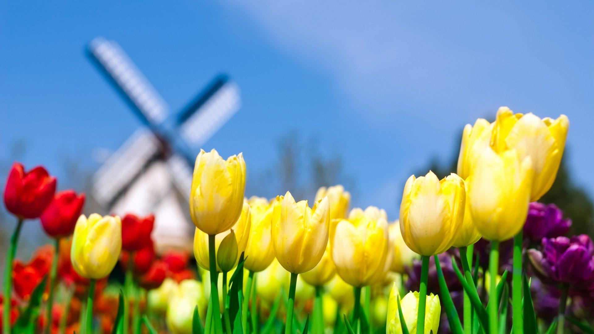 1920x1080 Free Wallpaper Tulips (1920x1080)