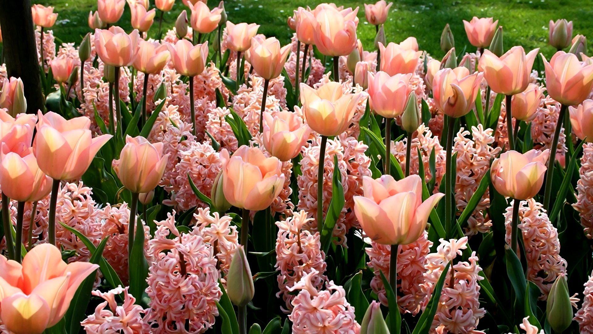 1920x1080 Wallpaper Pink flowers, hyacinths and tulips 1920x1080 Full HD 2K
