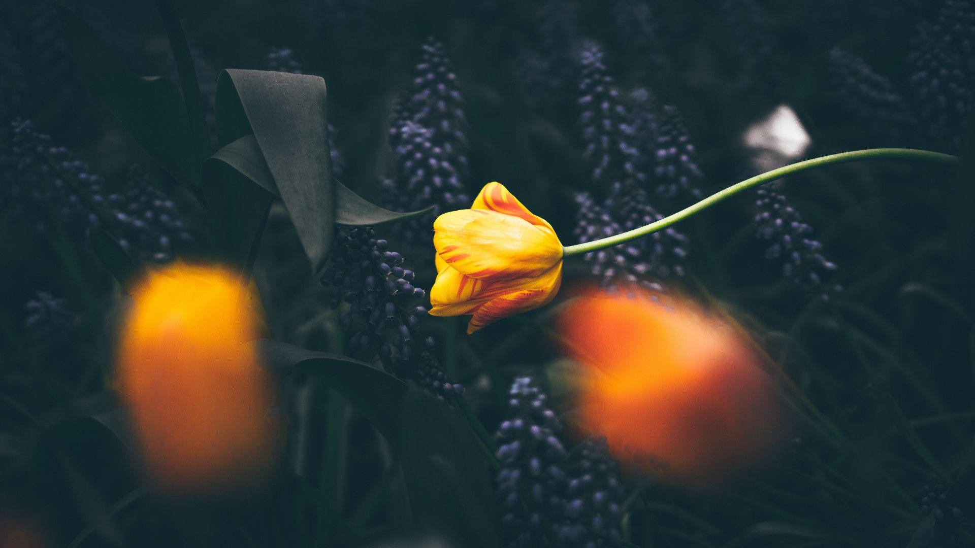 1920x1080 Download wallpaper: Yellow tulips 1920x1080