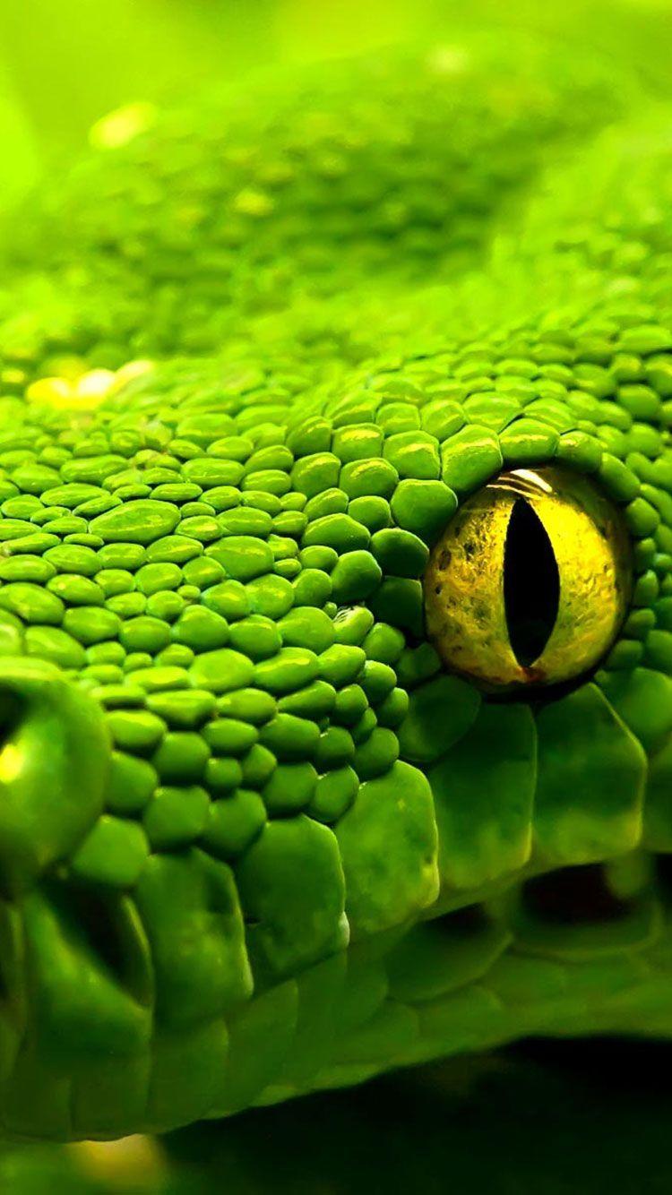 750x1334 HD Green iPhone Wallpaper