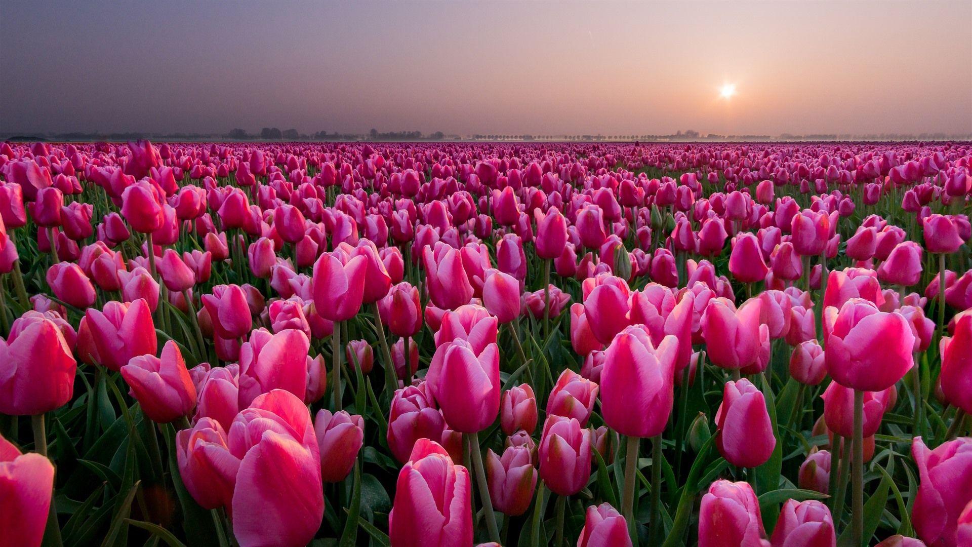 1920X1080 Tulips Wallpapers - Top Free 1920X1080 Tulips Backgrounds ...