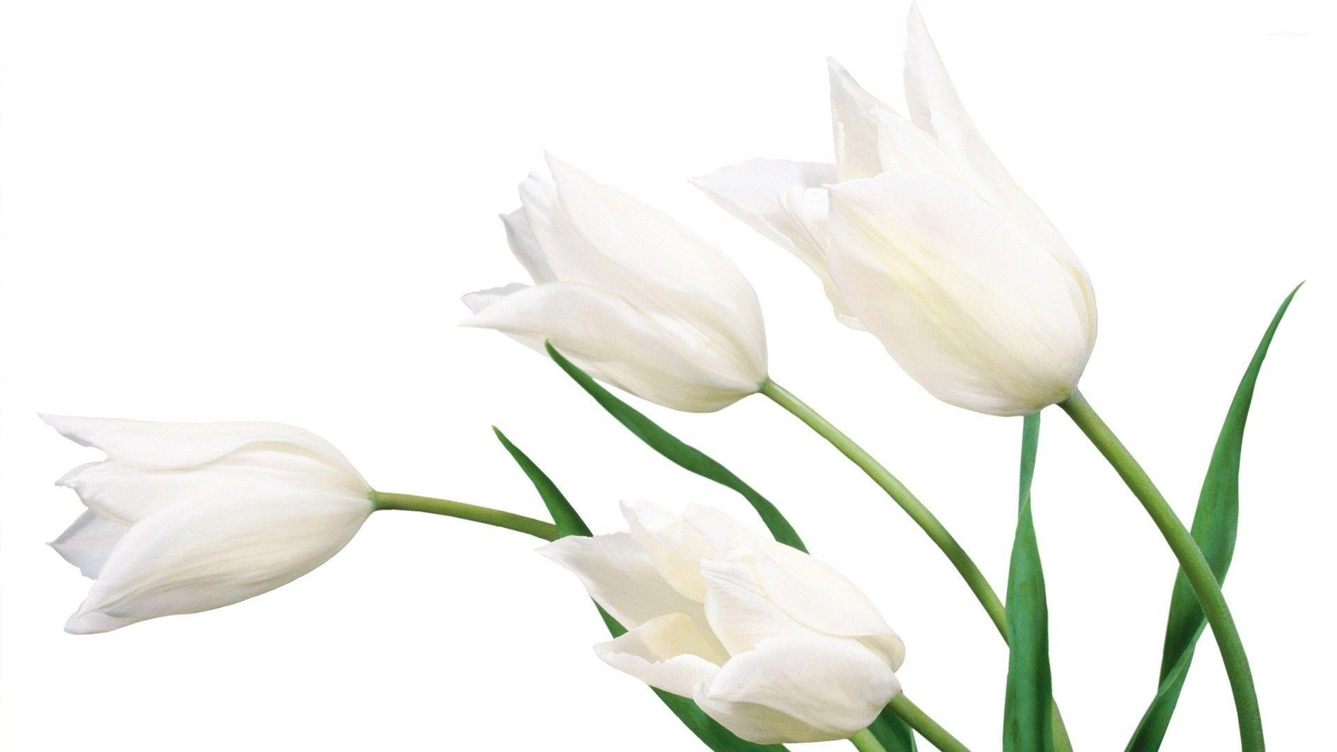 White Tulips Wallpapers Top Free White Tulips Backgrounds