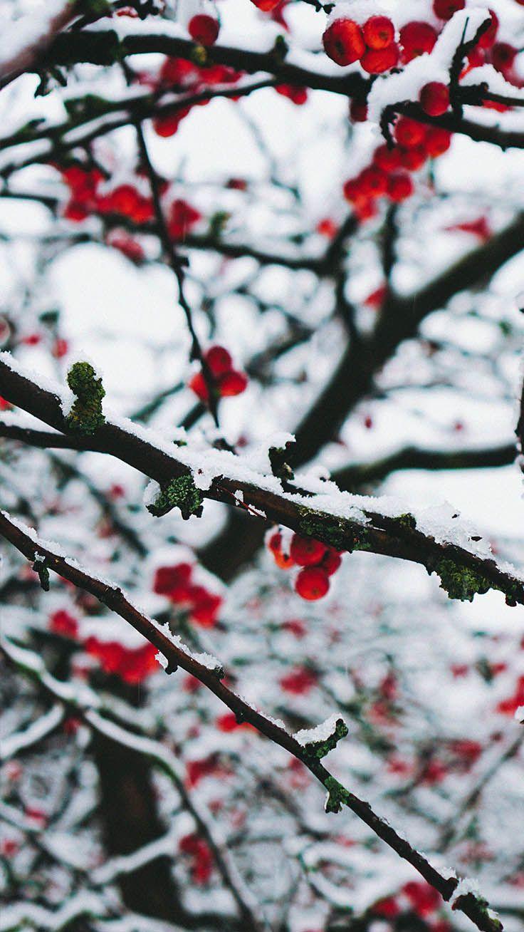 736x1308 x Winter Wonderland iPhone Xs Wallpaper