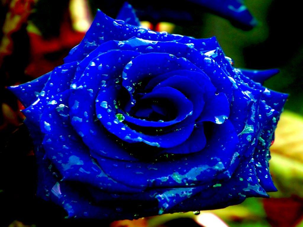 1024x768 Royal Blue Wallpaper