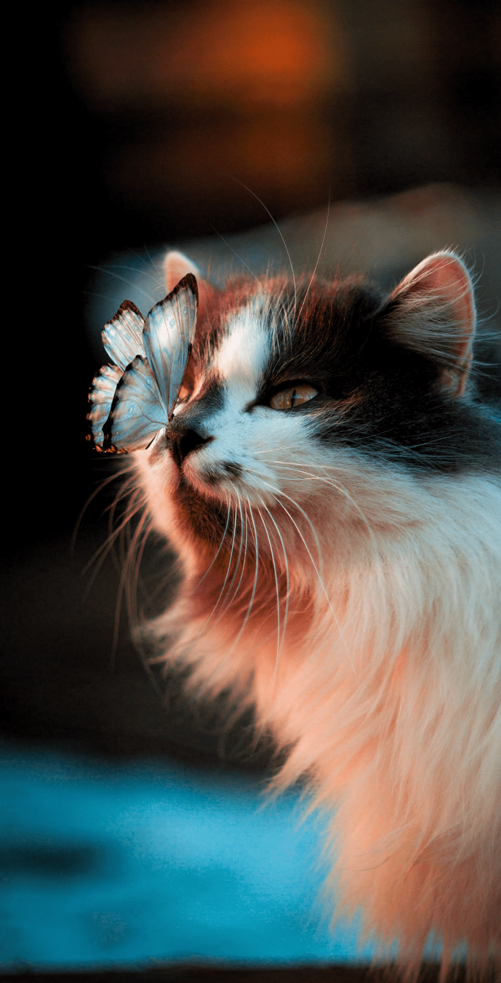 1024x2008 Cute Cat Wallpaper HD For Mobile Phone in 2020