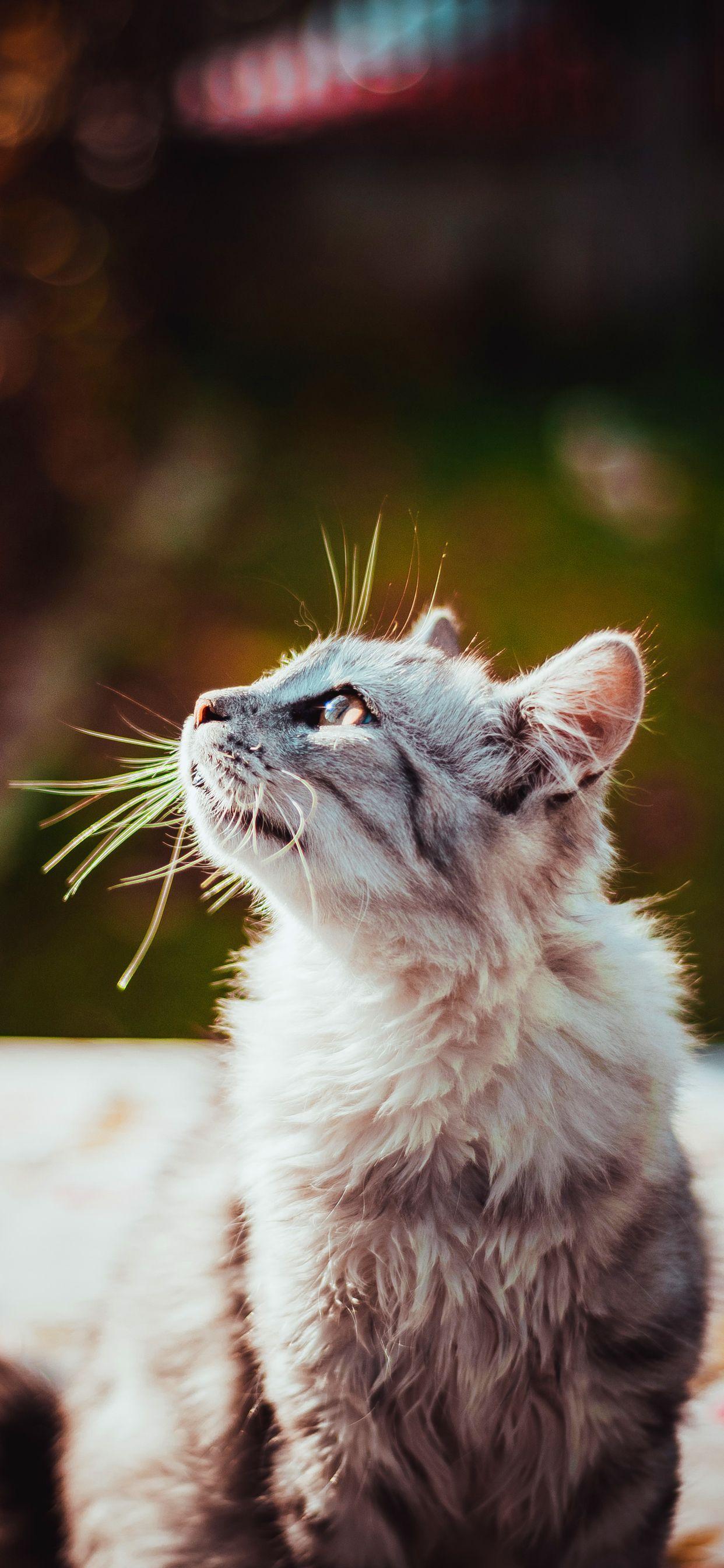 1242x2688 Cat Wallpaper For iPhone XS Max, iPhone XS, iPhone XR