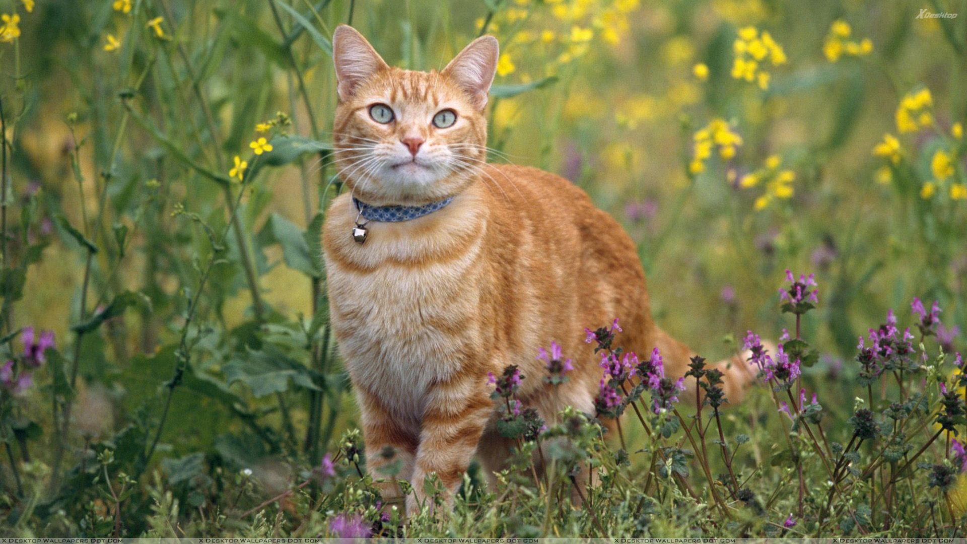 1920x1080 How Do I Stop Cat From Wandering Off