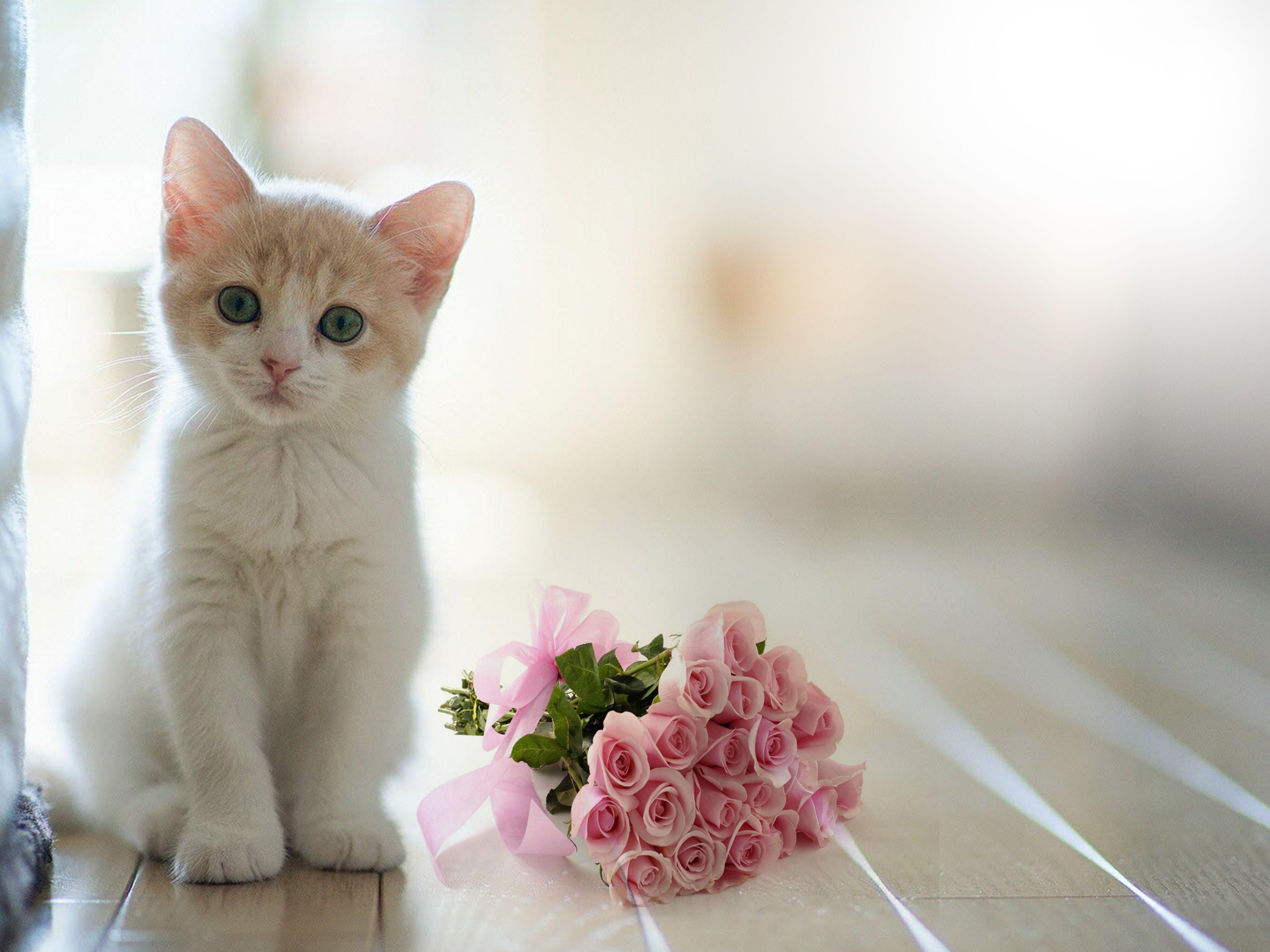 5400x4050 Free download White Cat Wallpaper White Cat Wallpaper