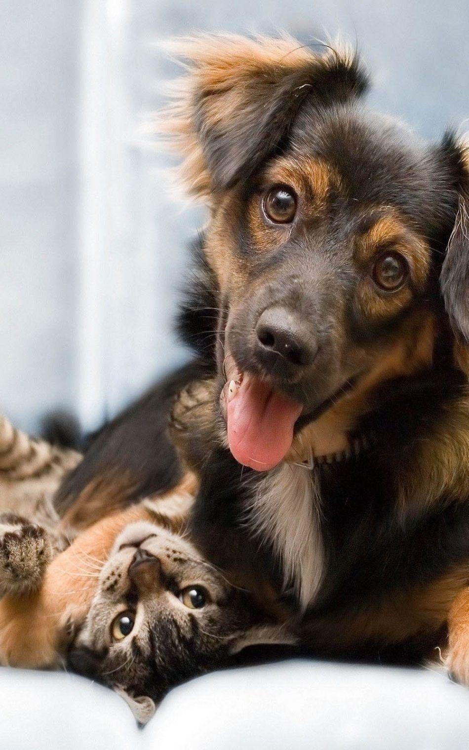 950x1520 Happy Cat Dog Playing HD Mobile Wallpaper And Cats HD