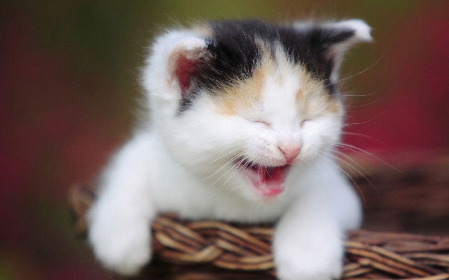 1440x900 Wallpaper Quality: Cute Smiling Cat Wallpaper HD