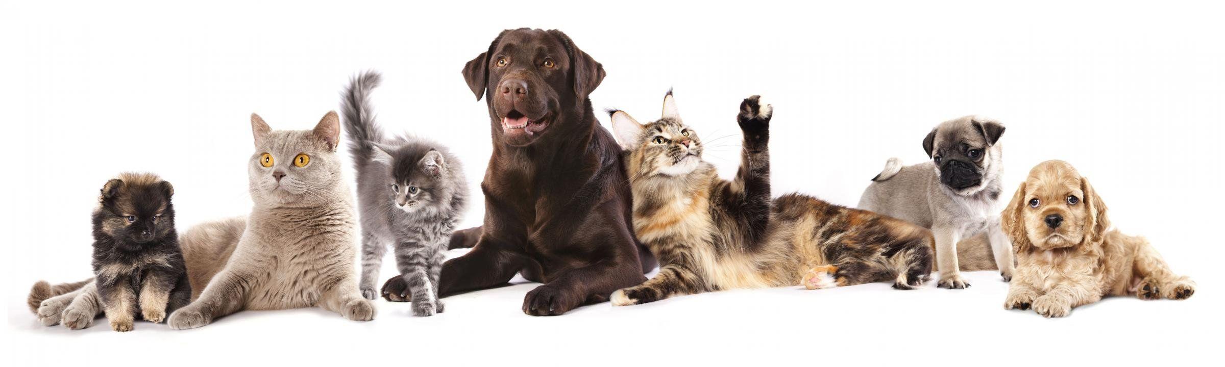 2400x720 High Resolution Cat And Dog Dual Monitor Wallpaper And Cats