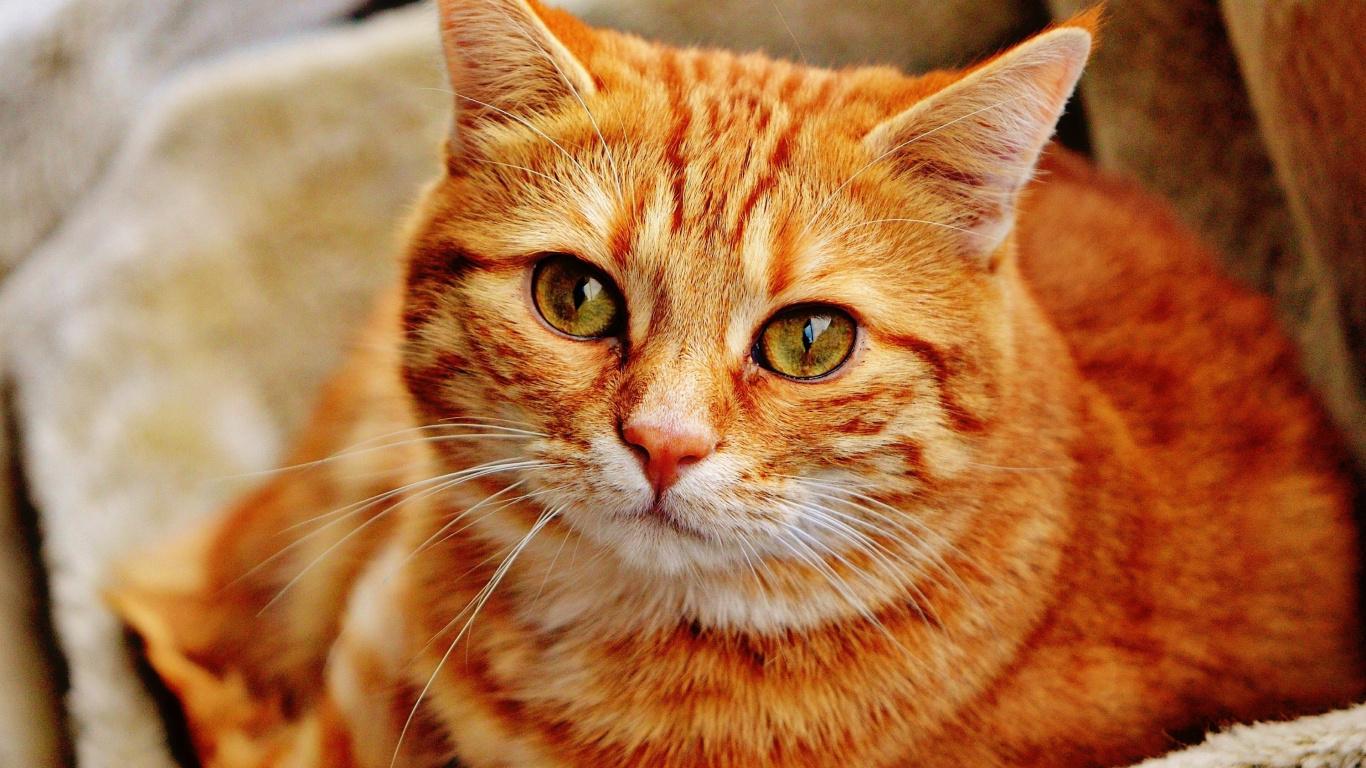 Orange Cat Wallpapers - Top Free Orange Cat Backgrounds - WallpaperAccess