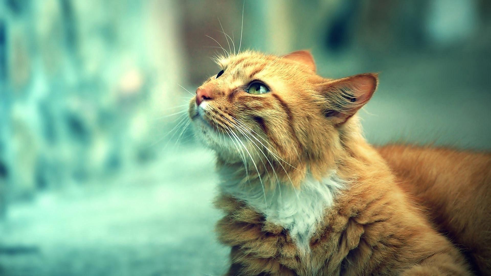 1920x1080 Orange Cat HD Wallpaperx1080