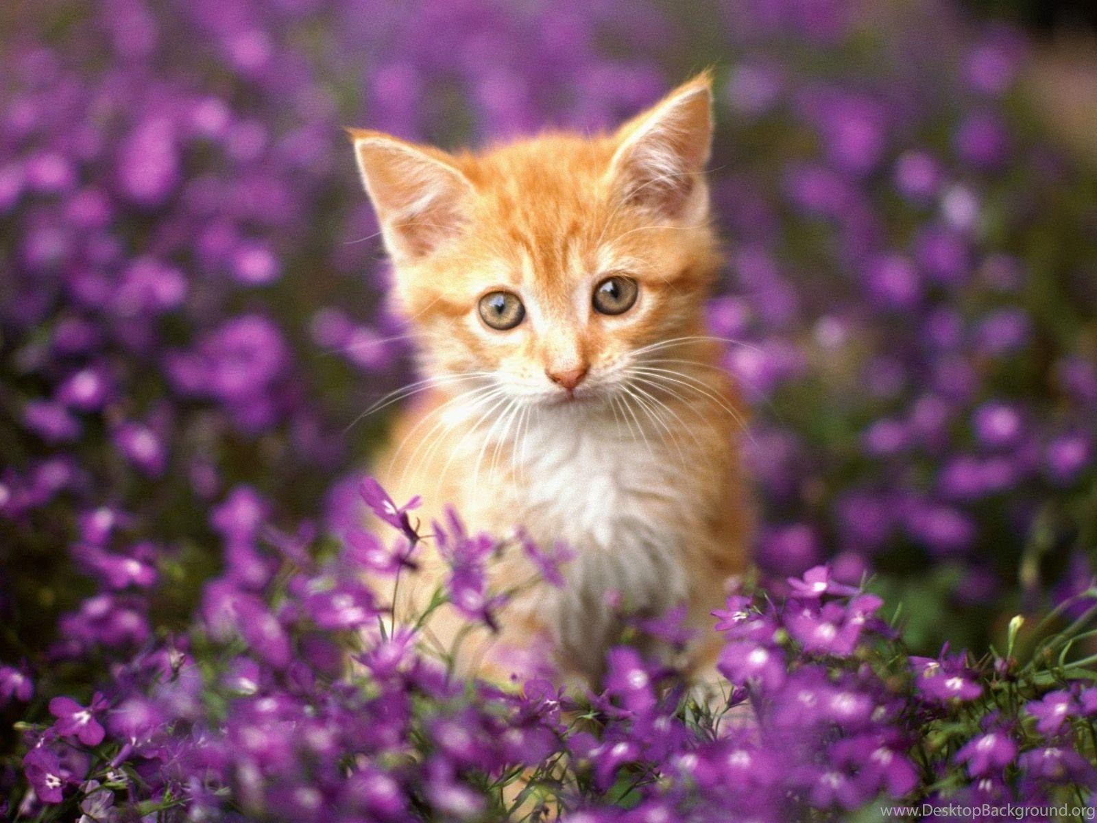 Orange Cat Wallpapers - Top Free Orange Cat Backgrounds - WallpaperAccess