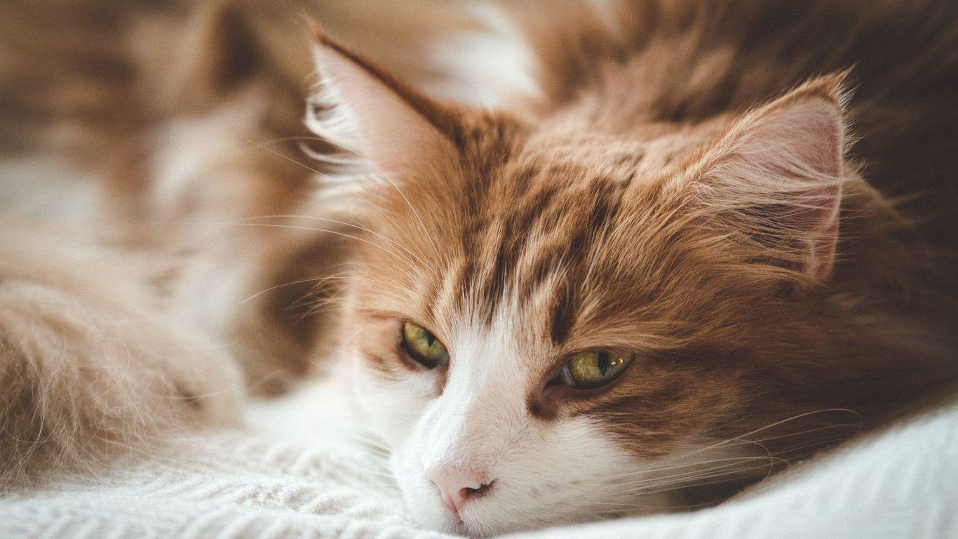 Orange Cat Wallpapers - Top Free Orange Cat Backgrounds - WallpaperAccess