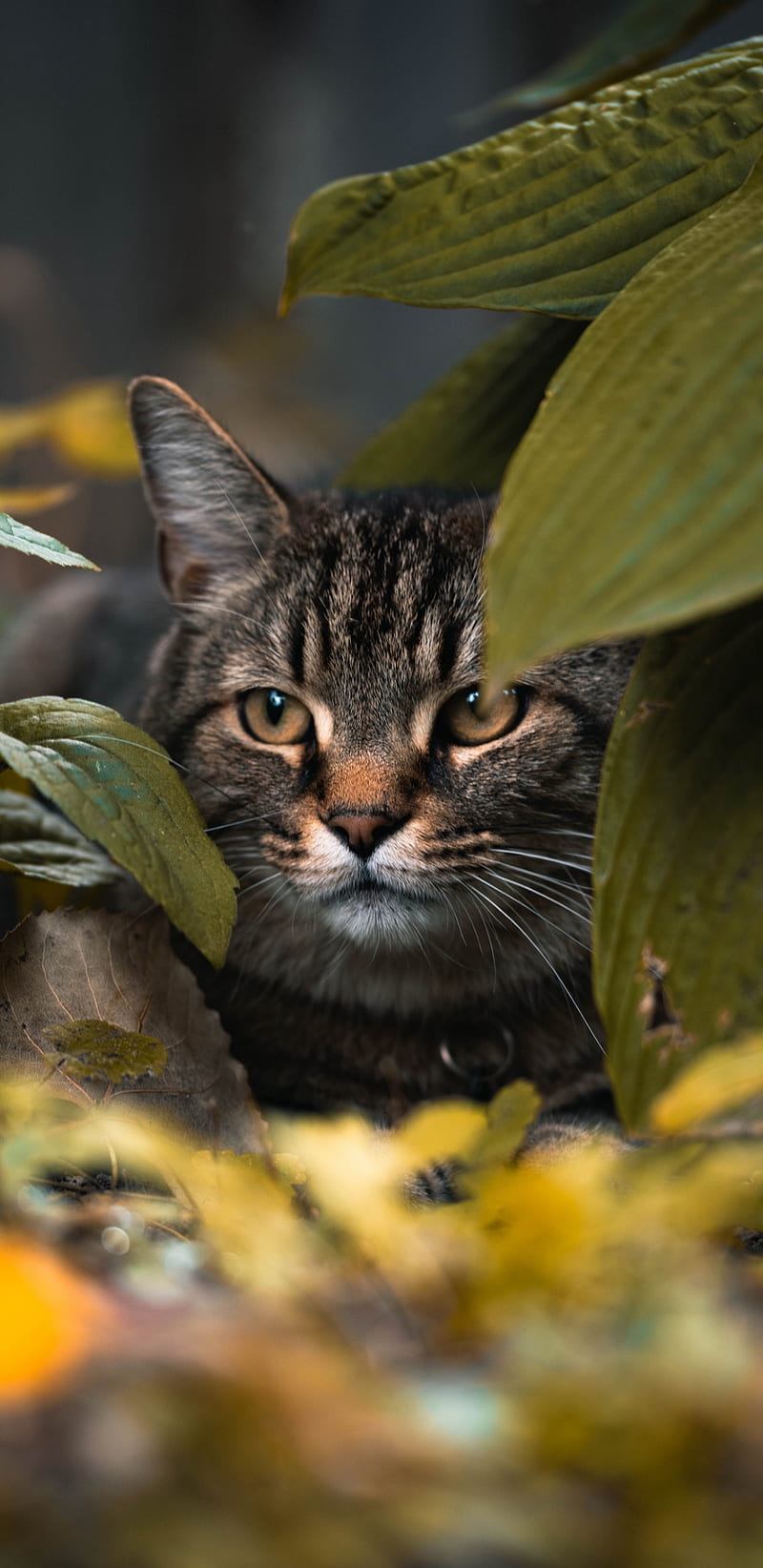 800x1644 Cat, commando, HD phone wallpaper