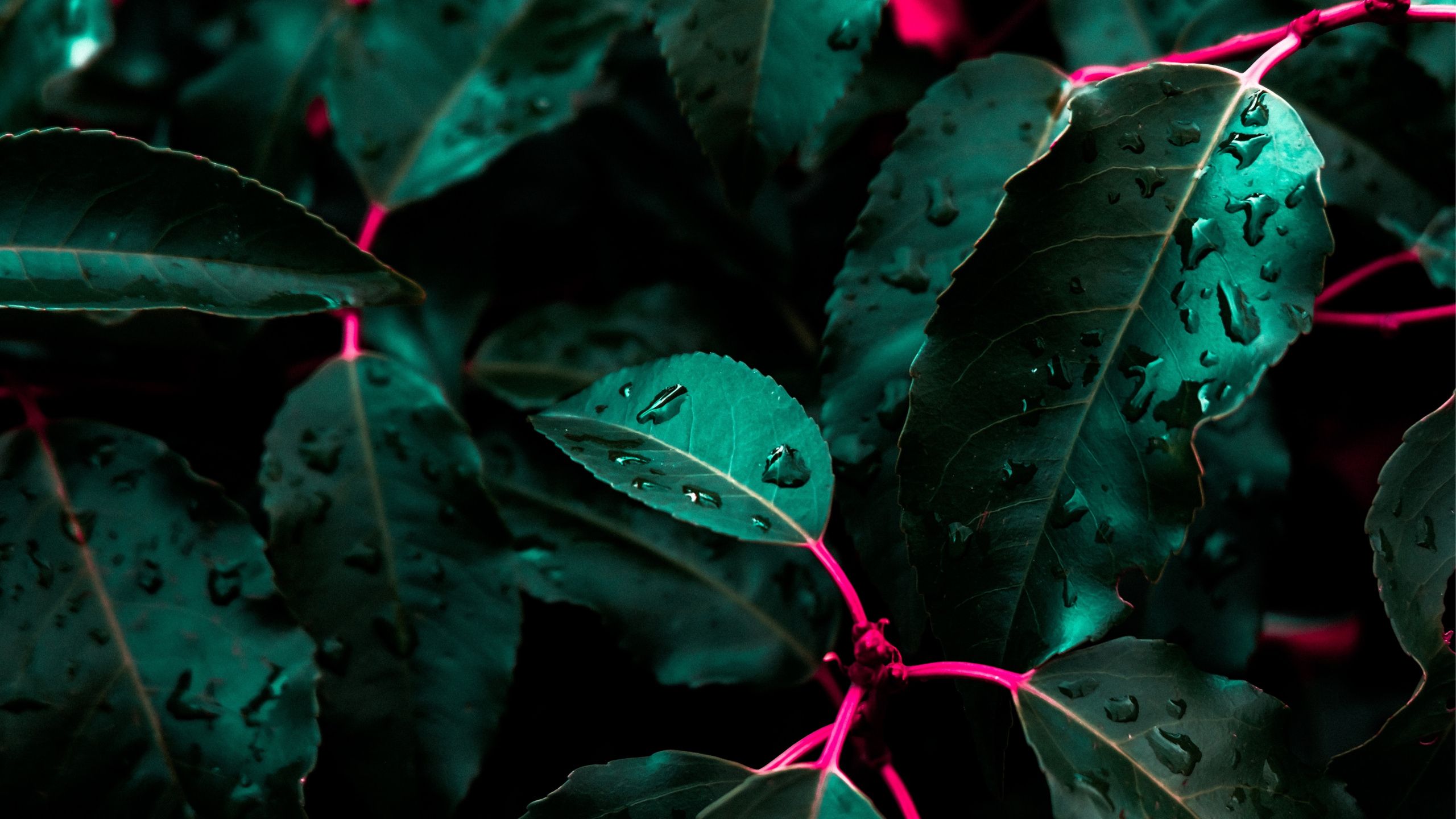 2560x1440 Cool WQHD, QHD, 16:9 Wallpaper & Best Background Free 2560x1440 HD Image