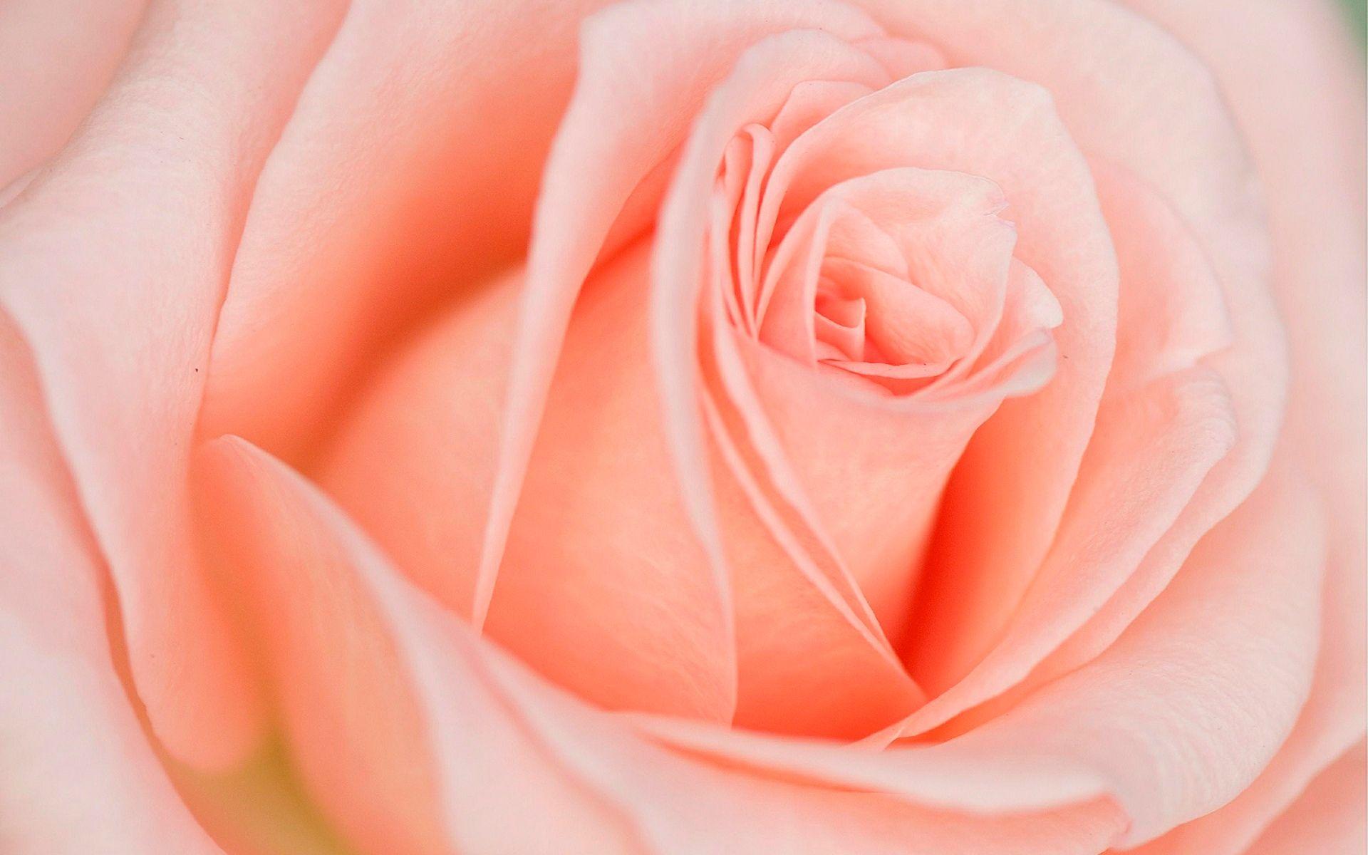 1920x1200 Light Pink Orange Rose