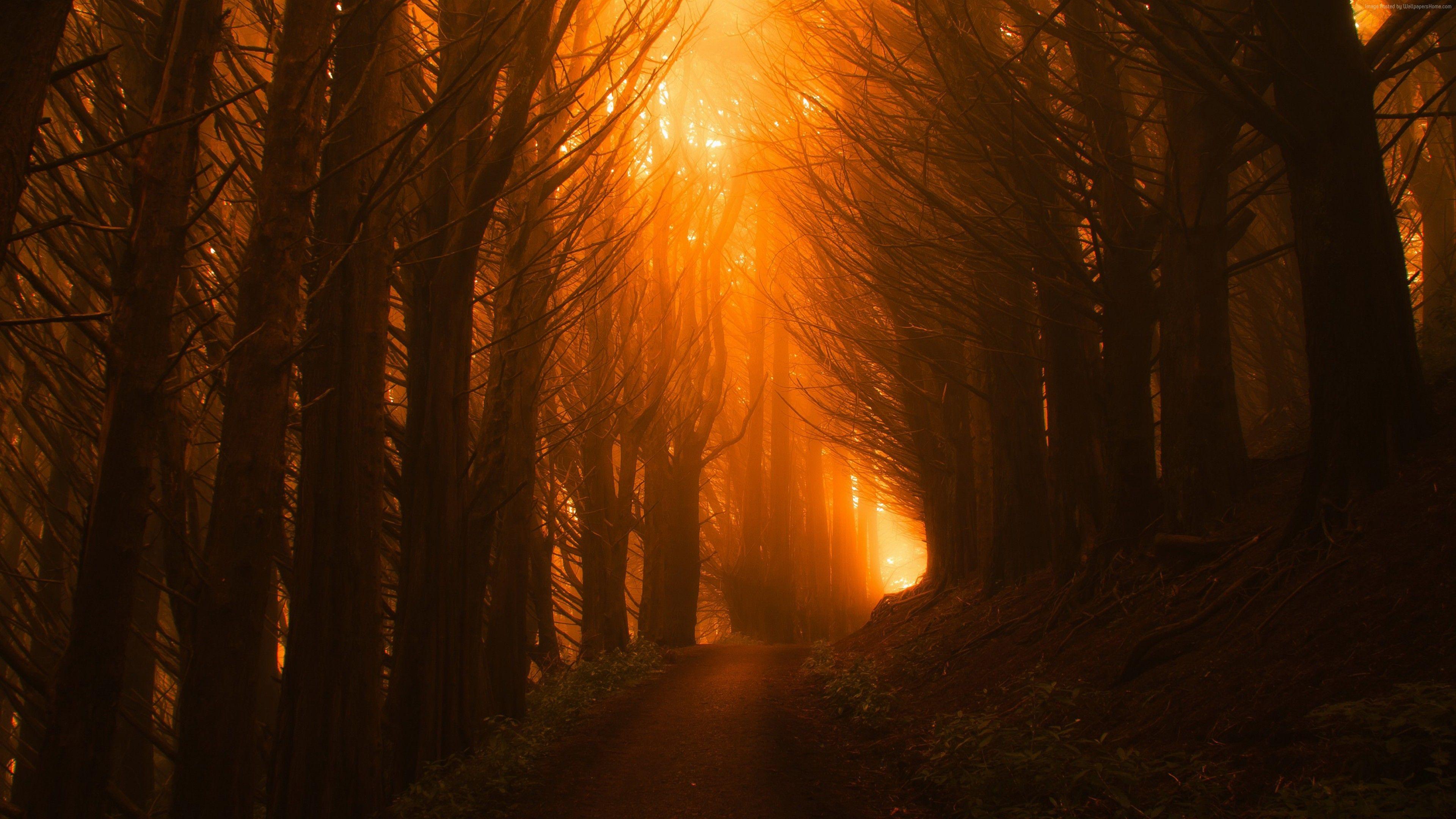 3840x2160 Wallpaper trees, light, orange, forest, sunset, 4K, Nature