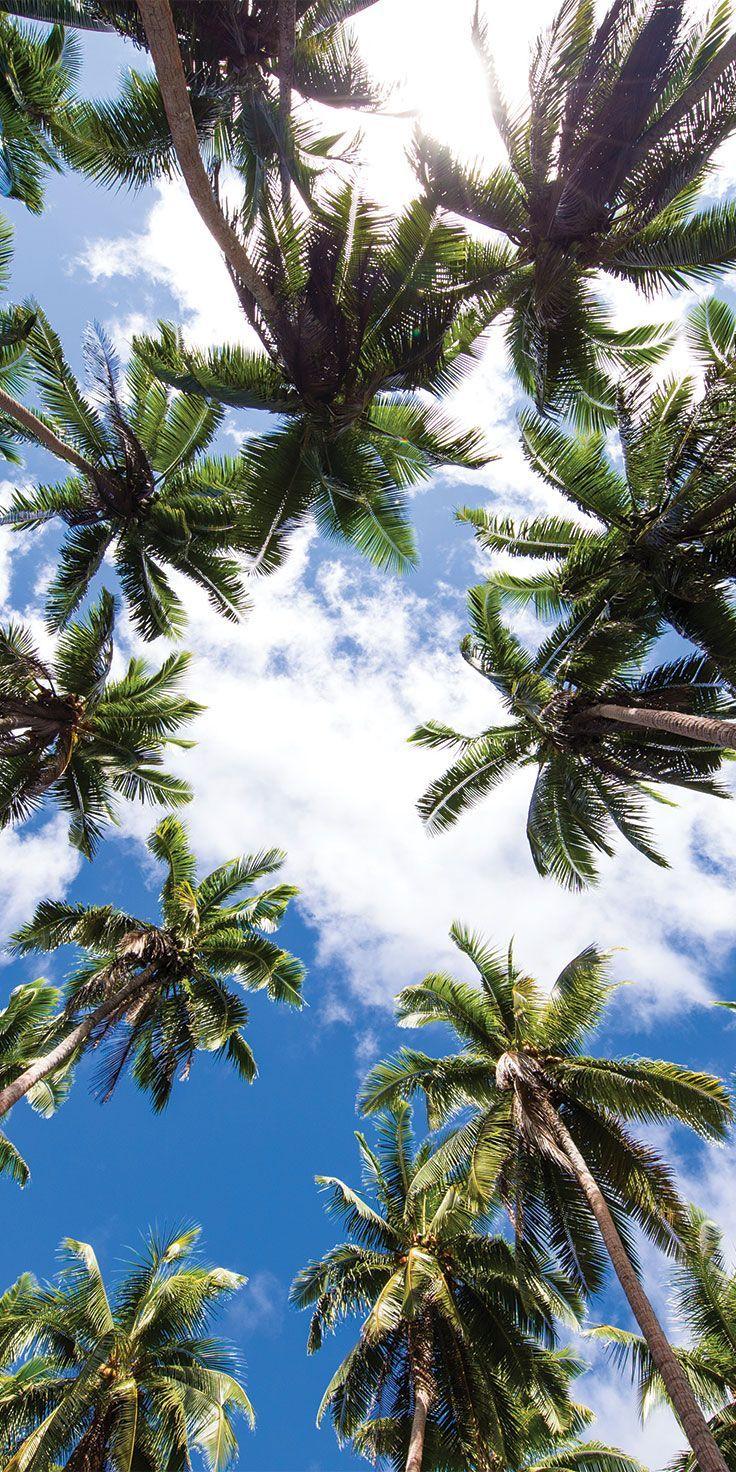 736x1472 Cook Islands. Tree wallpaper iphone, Palm trees