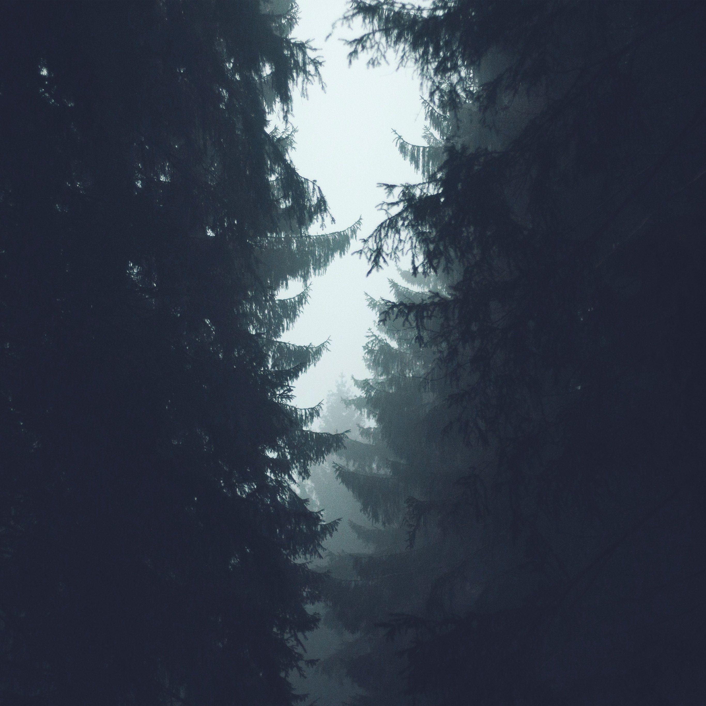 Simple Forest Wallpapers - Top Free Simple Forest Backgrounds