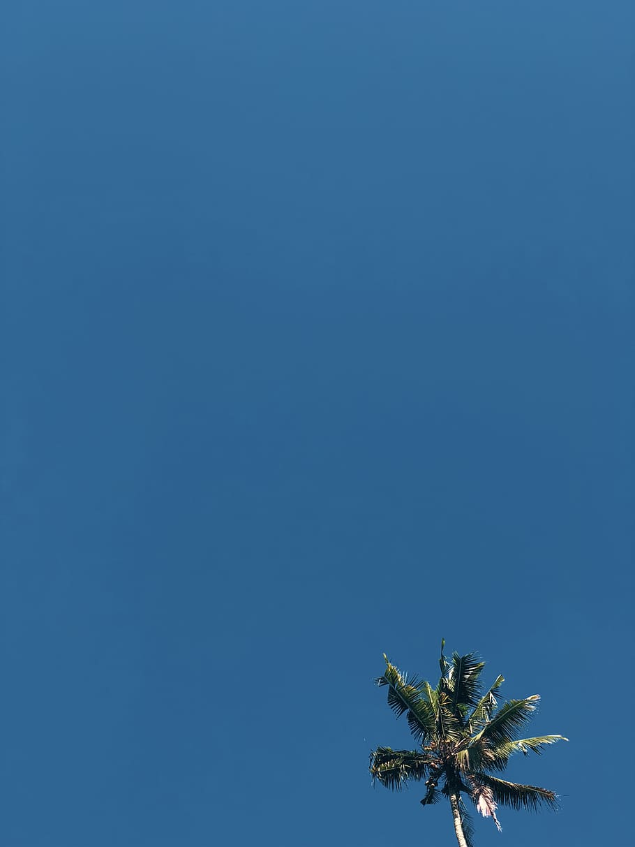 910x1213 HD wallpaper: indonesia, bali, sky, colours, phone wallpaper, palm