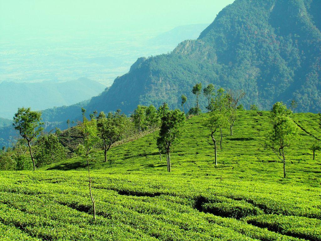 1,350 Botanical Gardens Ooty Royalty-Free Images, Stock Photos & Pictures |  Shutterstock