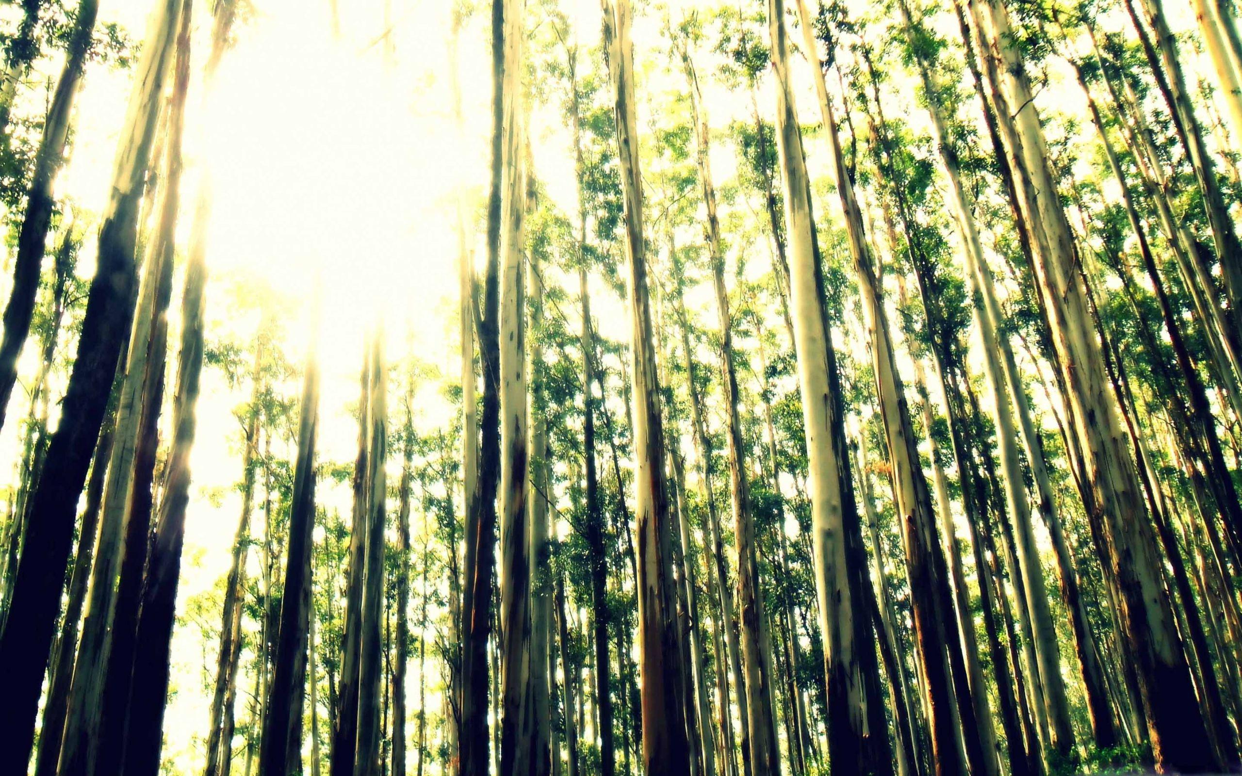 2560x1600 Ooty India Mac Wallpaper Download