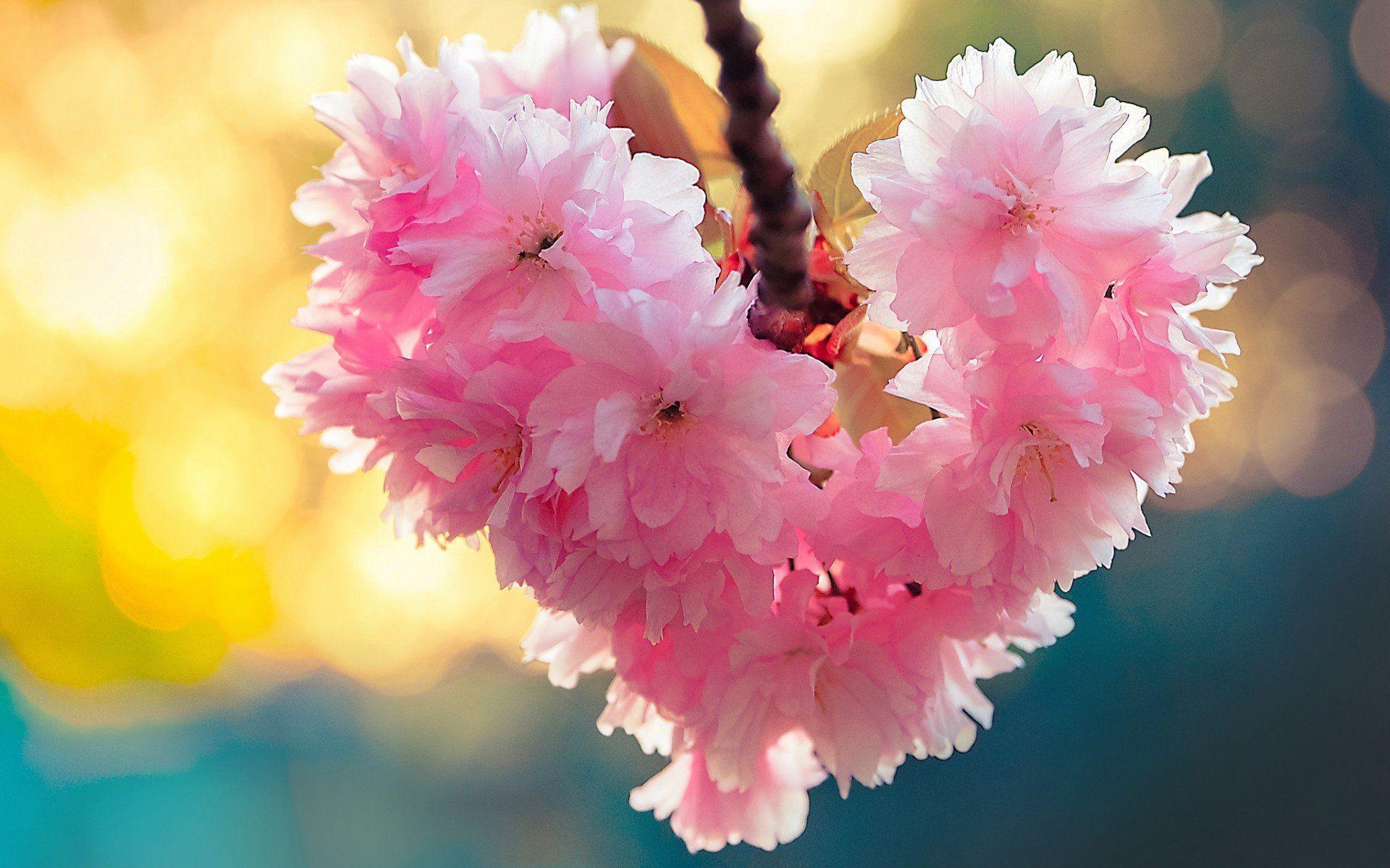 1920x1200 heart, Bloom, Love, Heart, Flowers, Nature, Spring Wallpaper HD