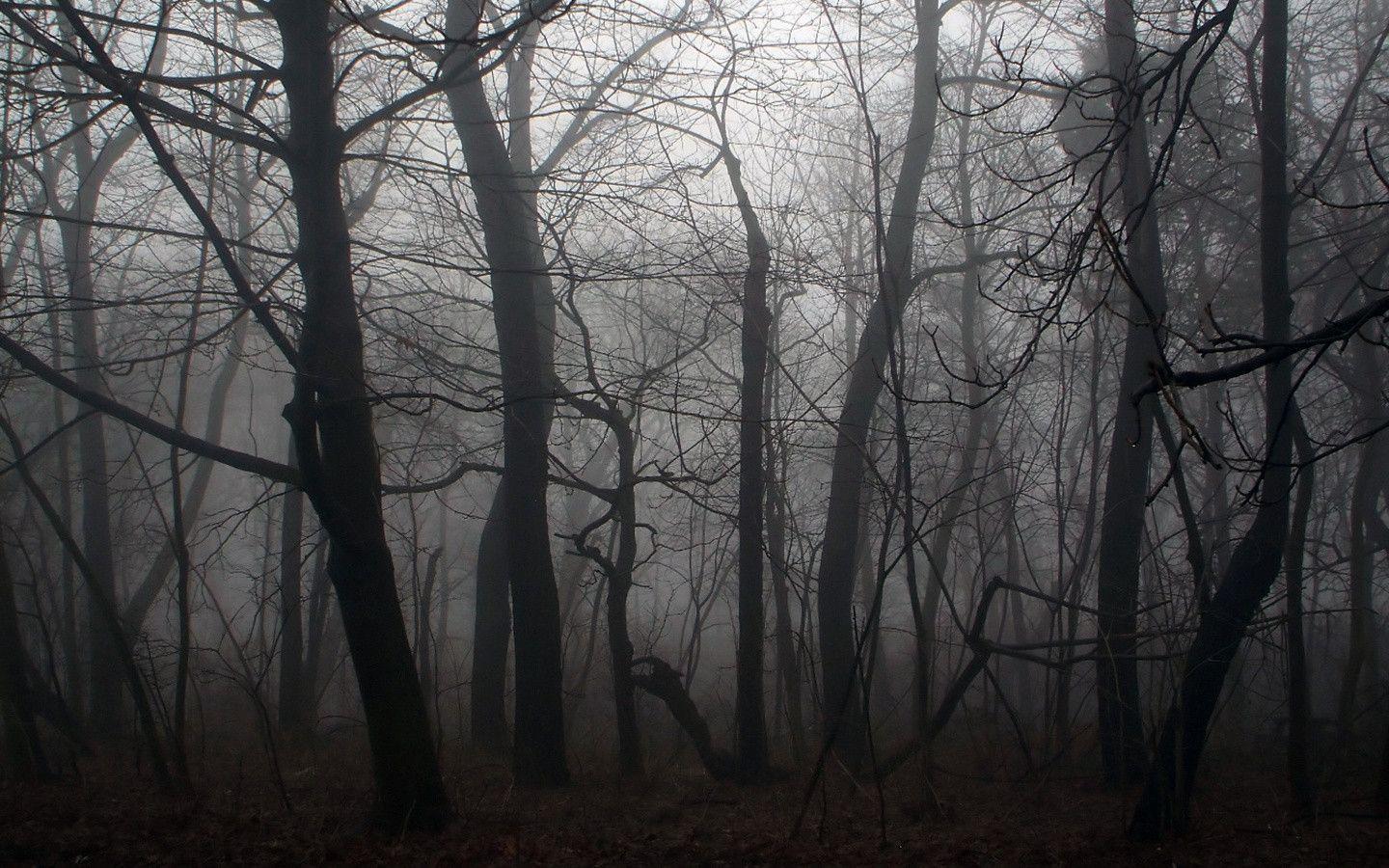 Dark Scary Forest Wallpapers - Top Free Dark Scary Forest Backgrounds -  WallpaperAccess
