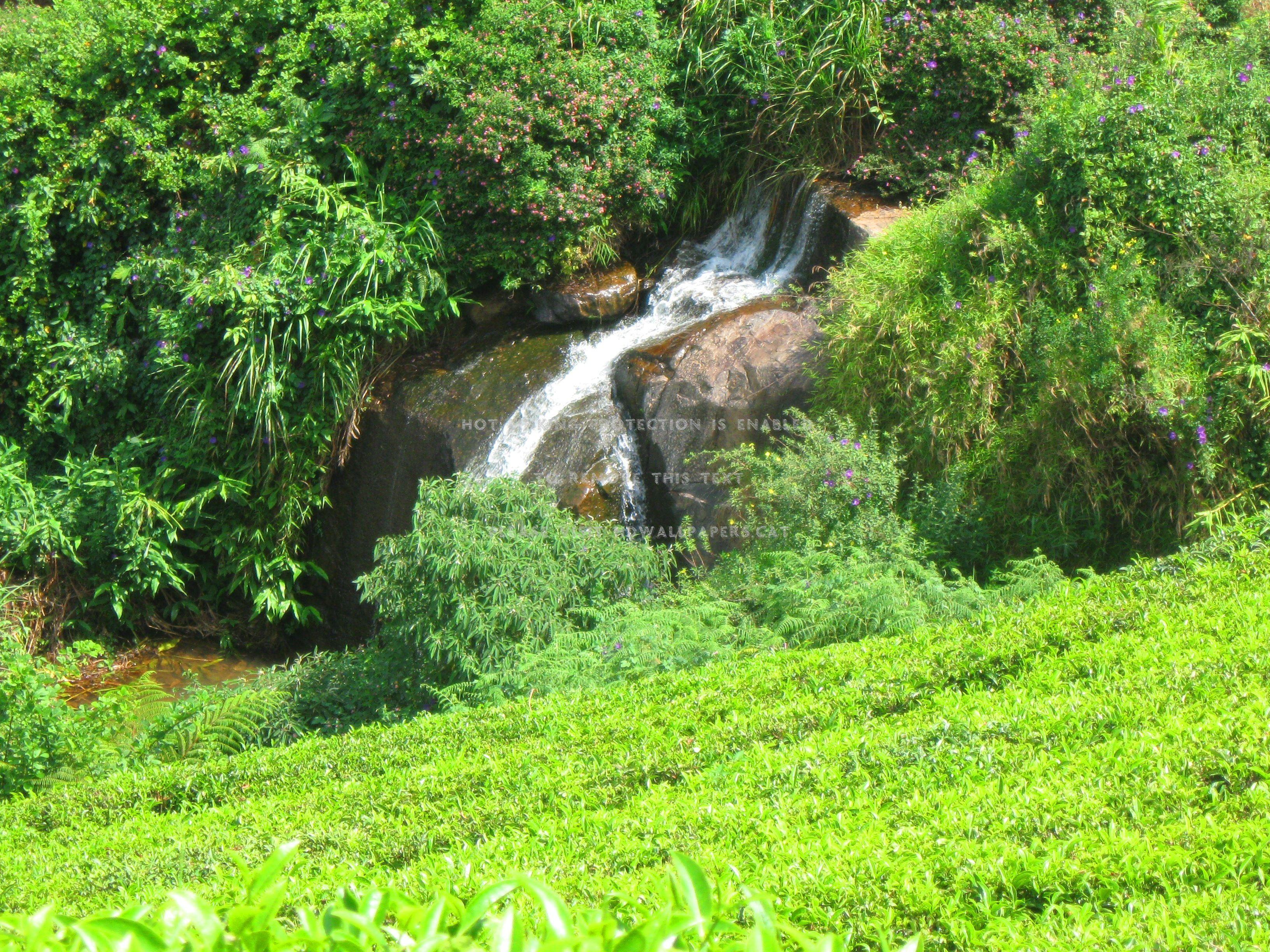 3264x2448 falls ooty nature tea estate green greenery