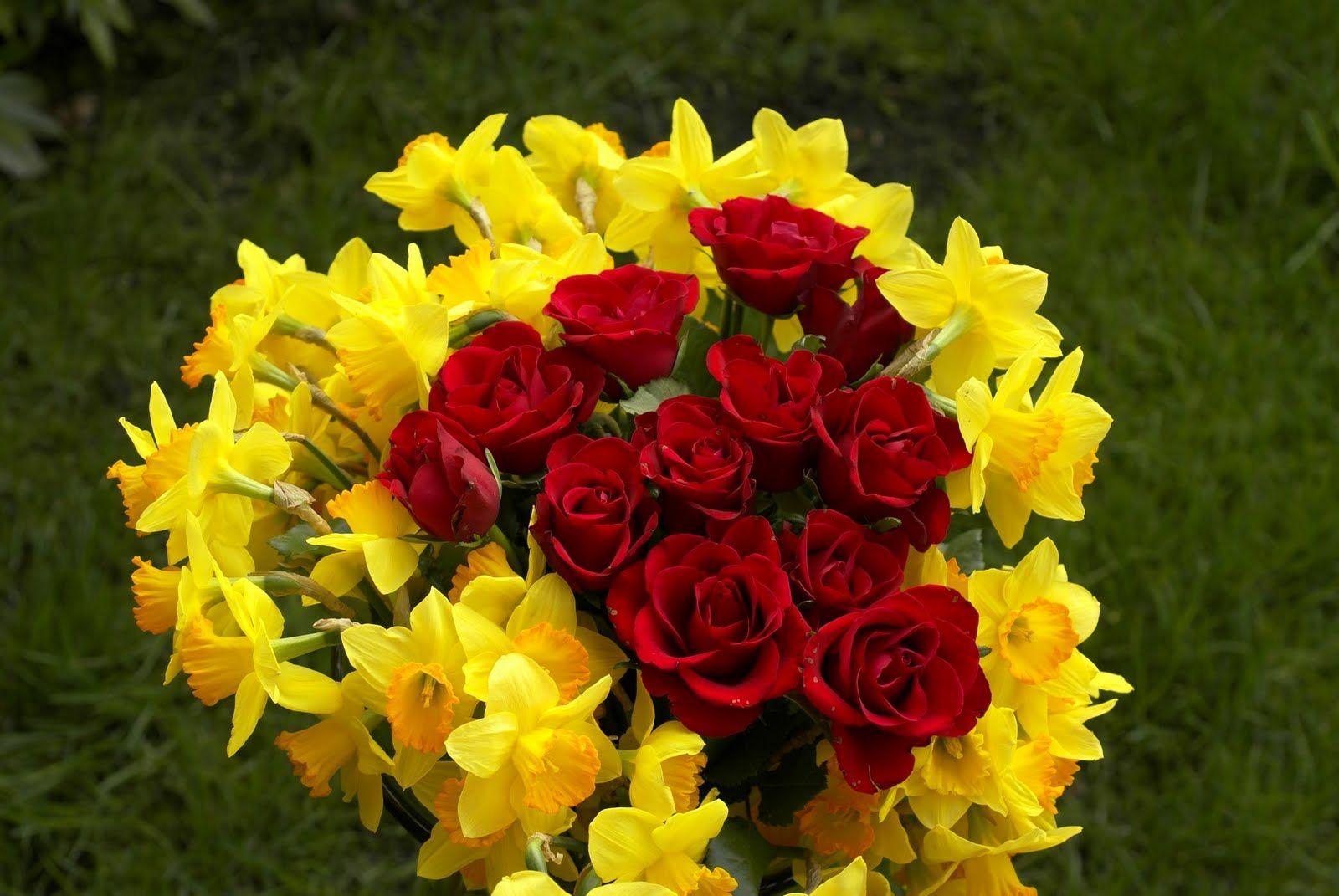 1600x1071 Flowers, Rose Flowers, ooty Rose Flowers, Indian Rose