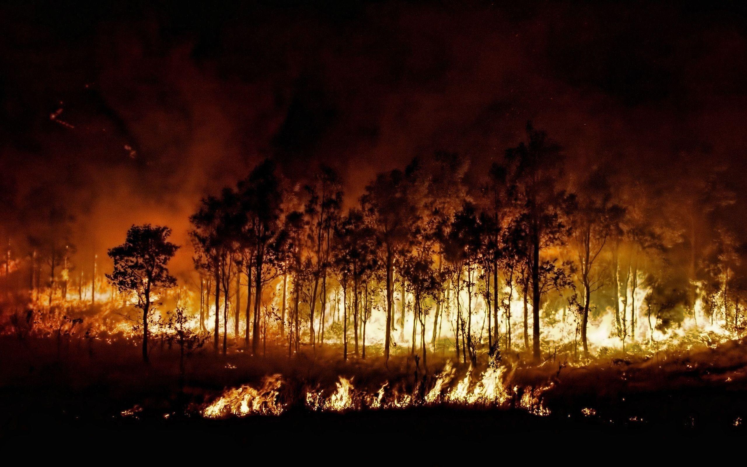 2560x1600 Forest Fire Wallpaper