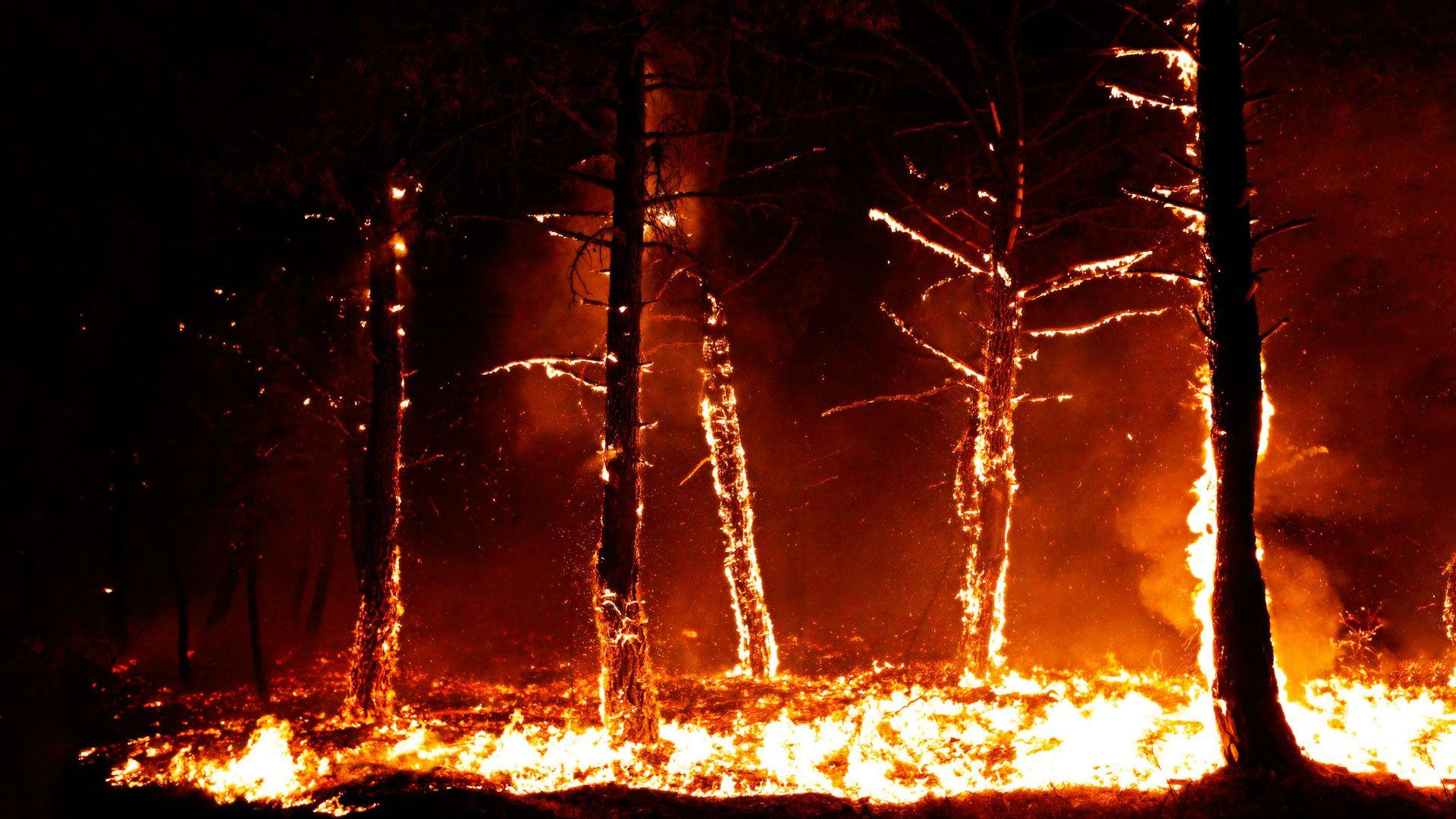 1920x1080 Wildfire in a forest [1920 x 1080]