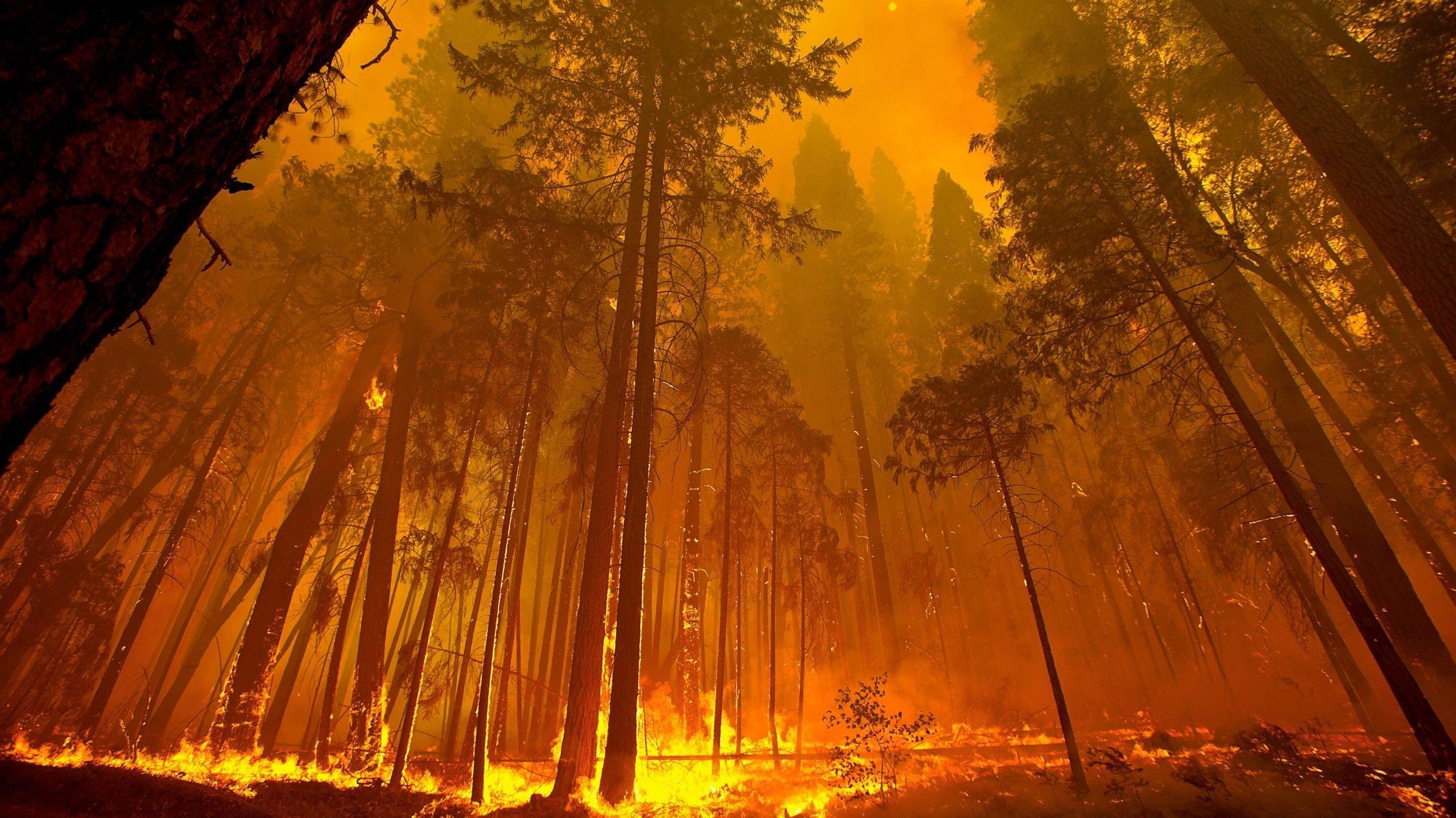 2560x1440 Forest Fire 4k 1440P Resolution HD 4k Wallpaper, Image