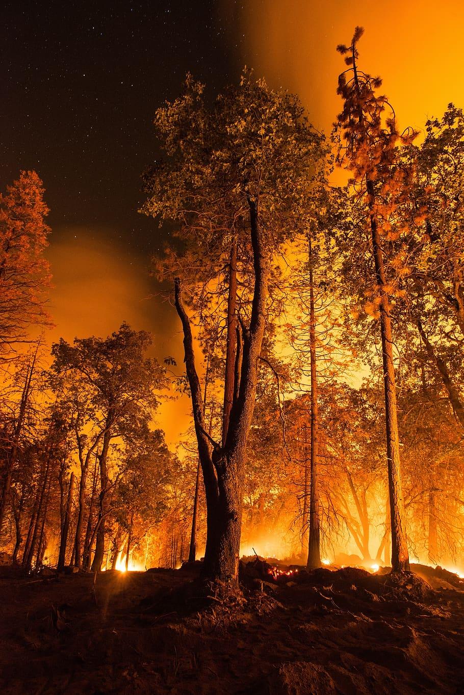 910x1364 HD wallpaper: forest fire, wildfire, blaze, silhouettes