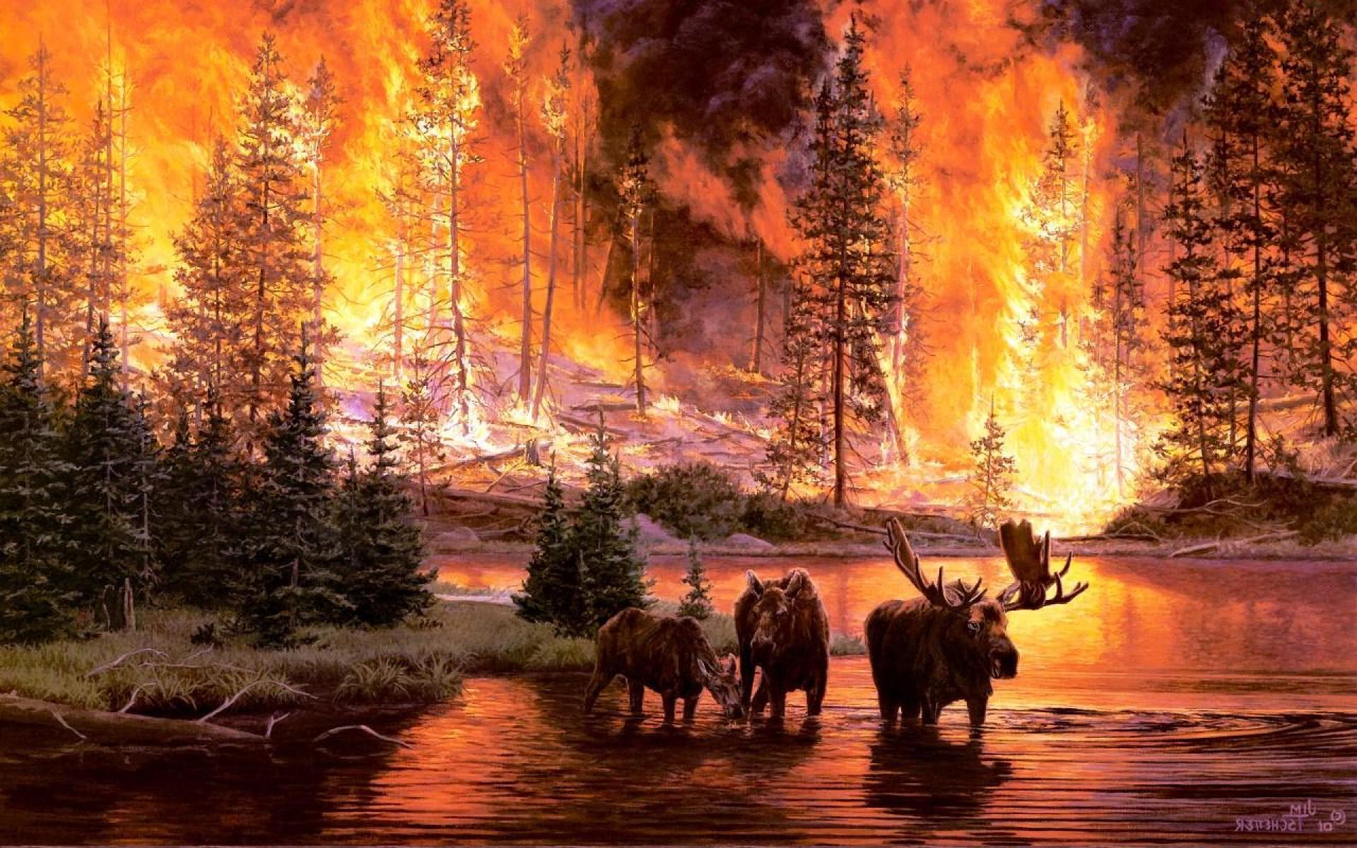 1920x1200 Wildfire Elk Desktop Wallpaper